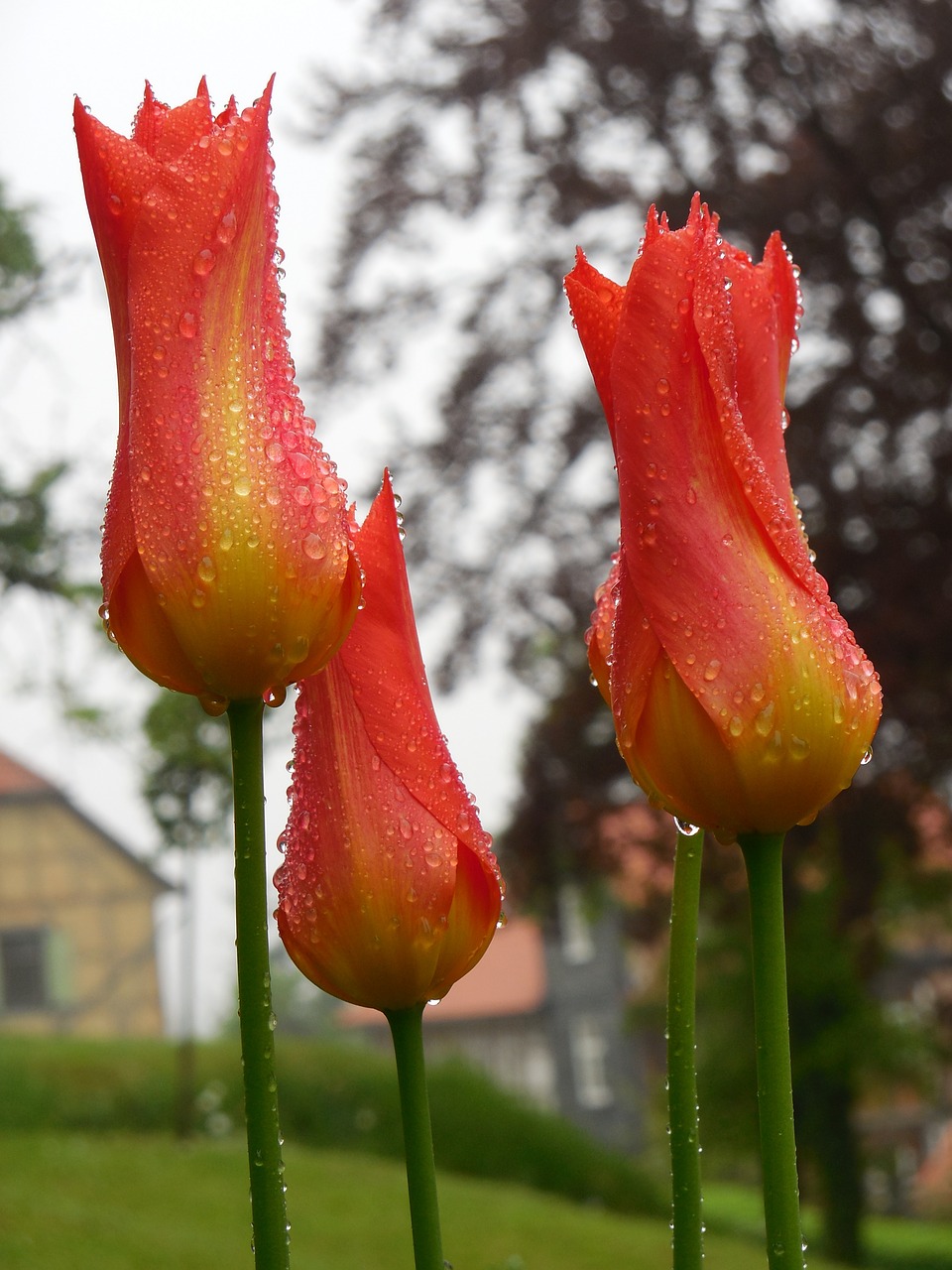 tulips raindrop flowers free photo