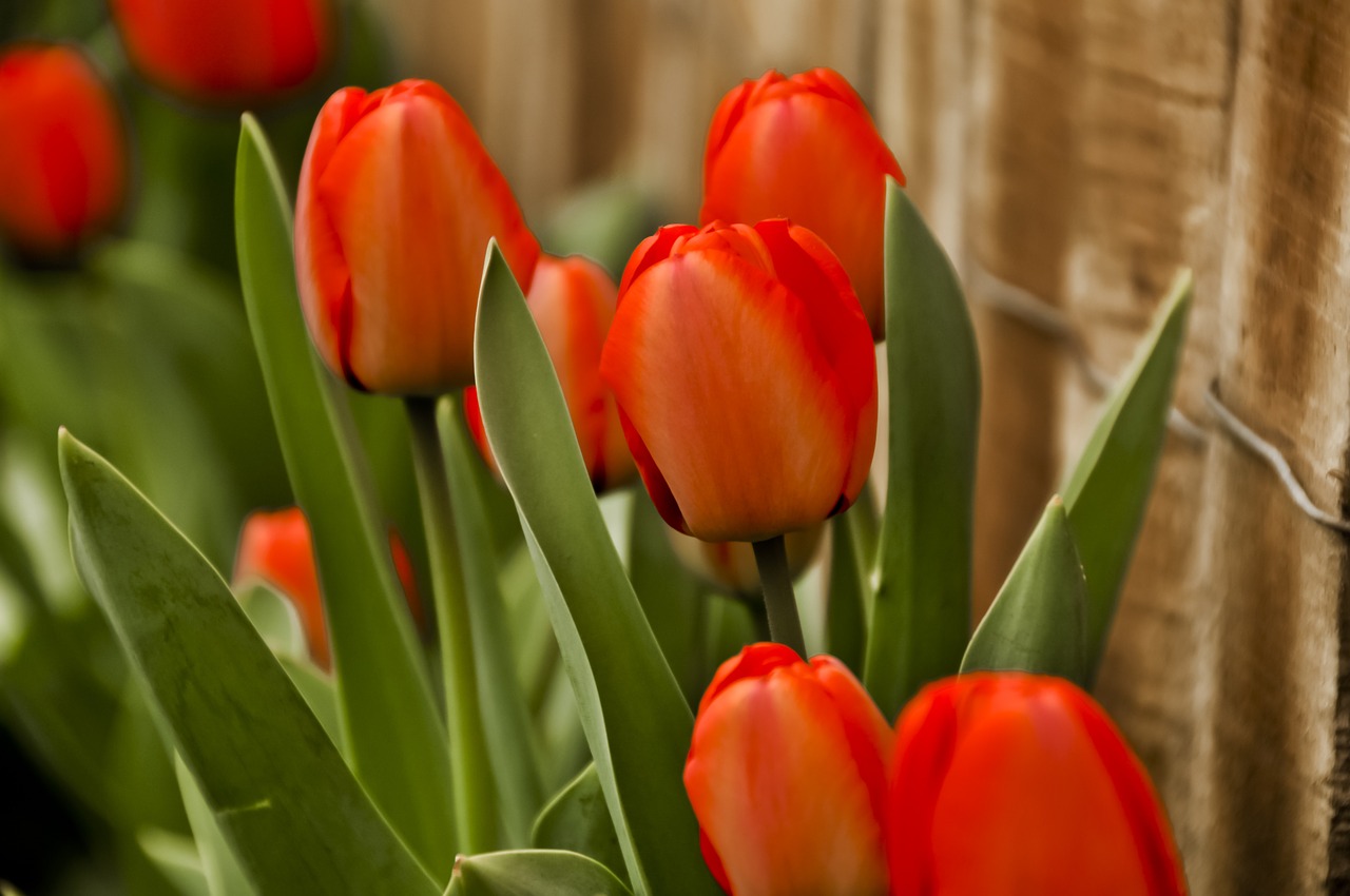 tulips red flower free photo