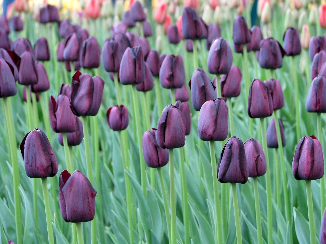 tulips flowers nature free photo