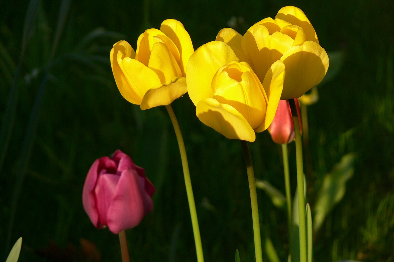 tulips yellow spring free photo