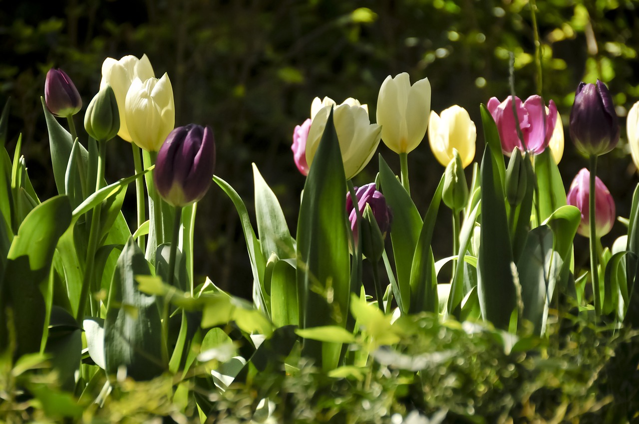 tulips colorful spring free photo