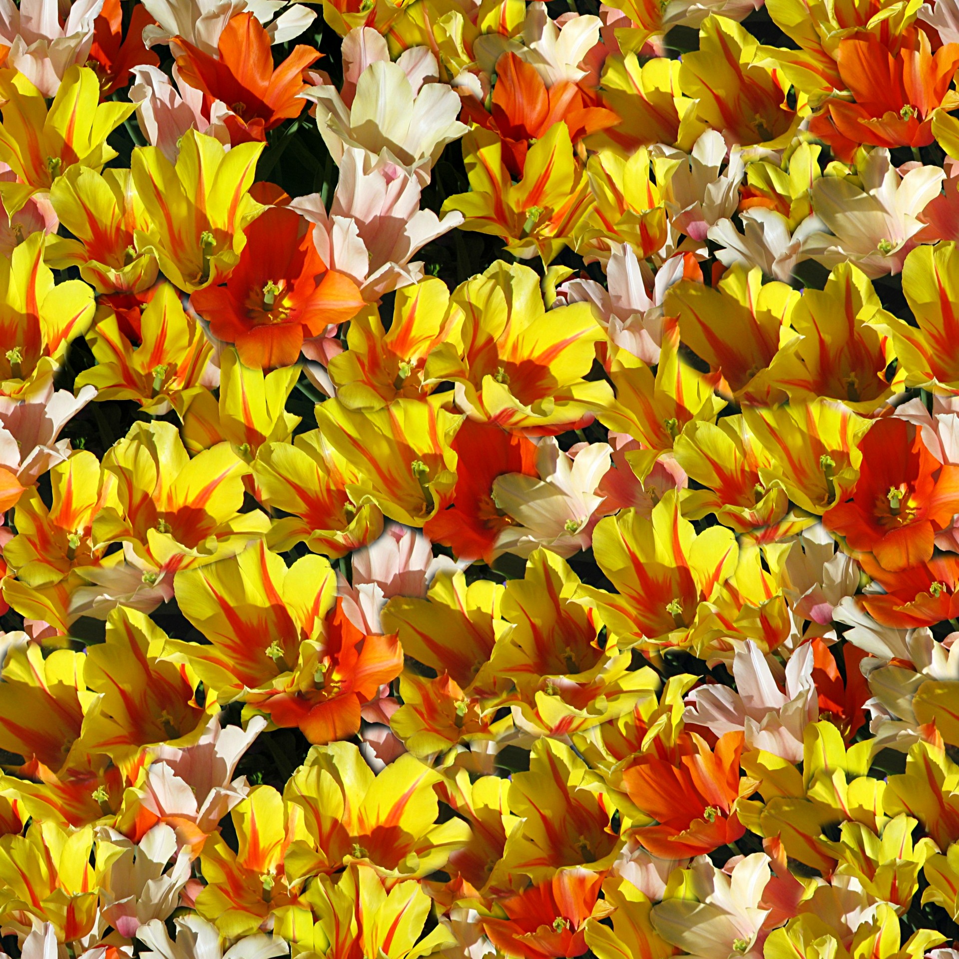 background beautiful tulips free photo