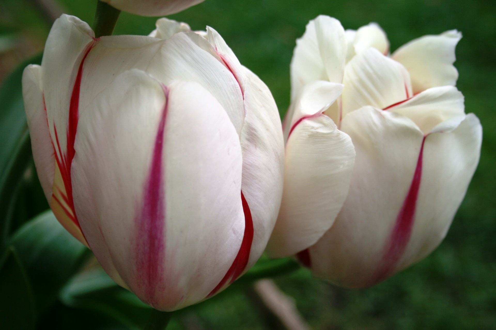 flowers tulips white free photo