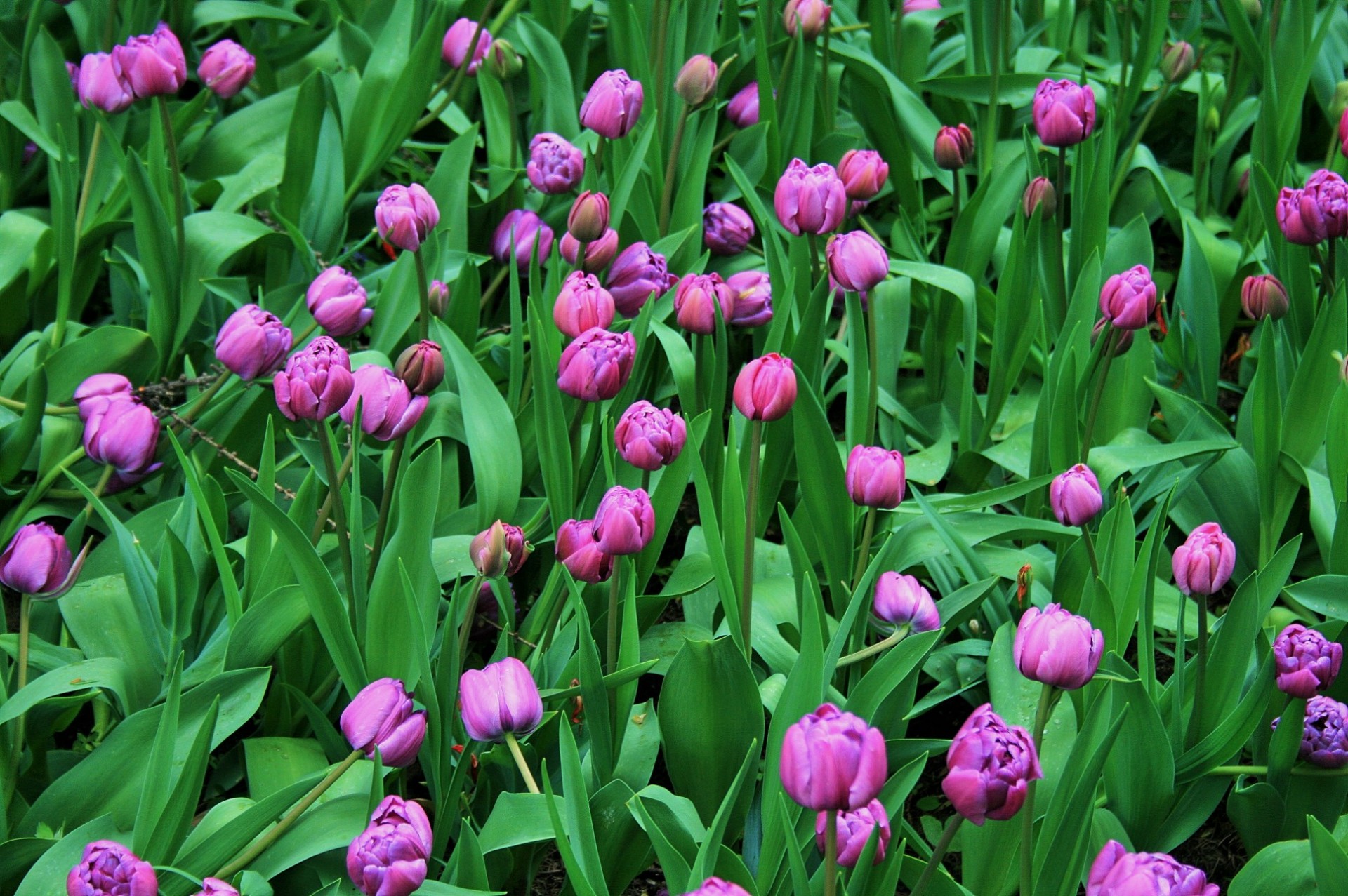 flowers bed tulips free photo