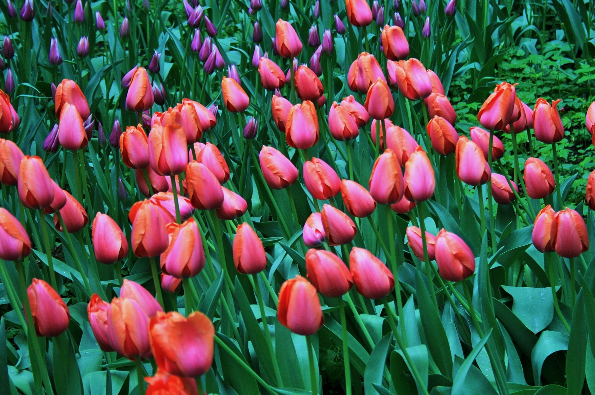 flowers tulips orange-pink free photo