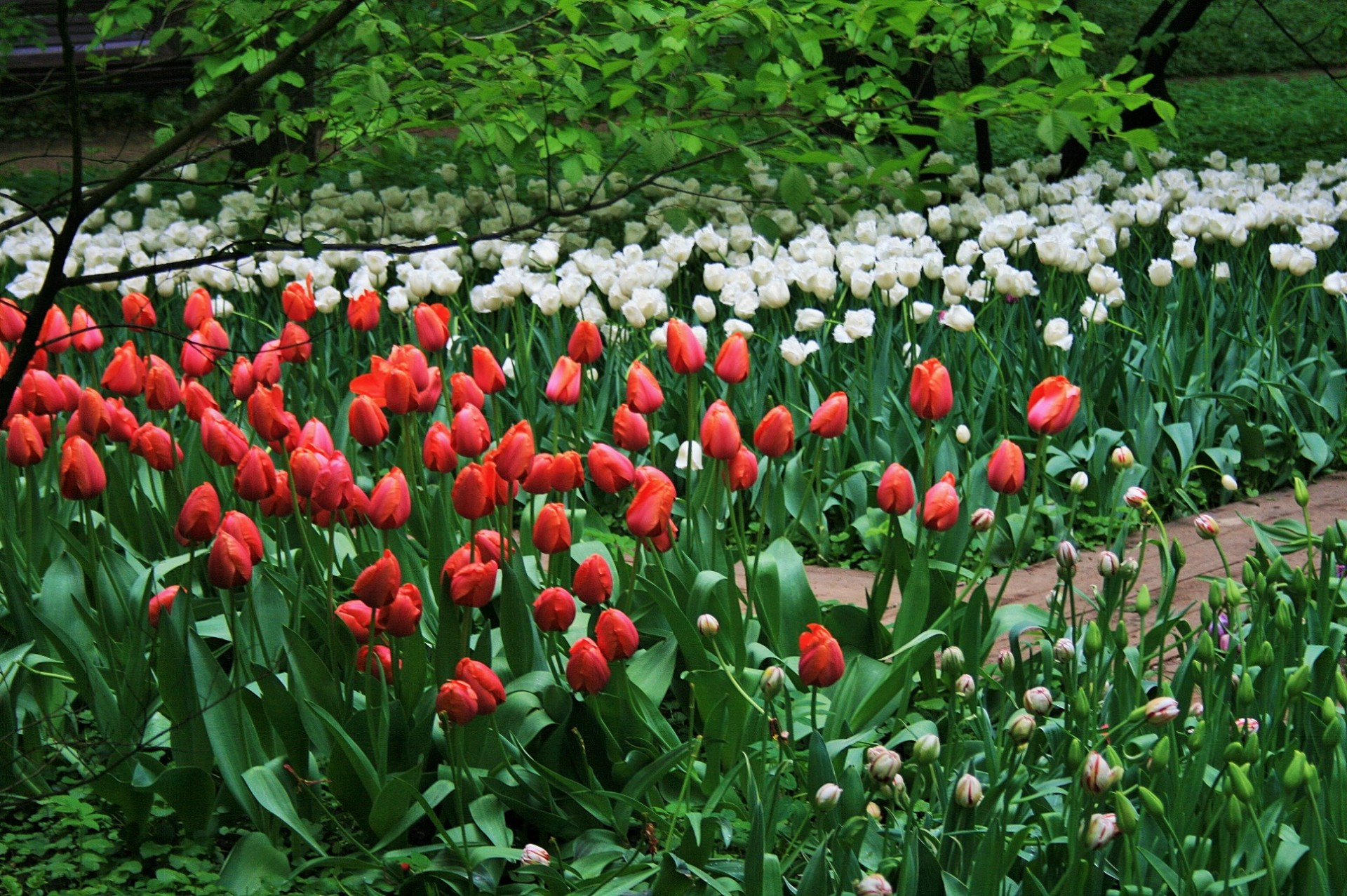flowers bed tulips free photo