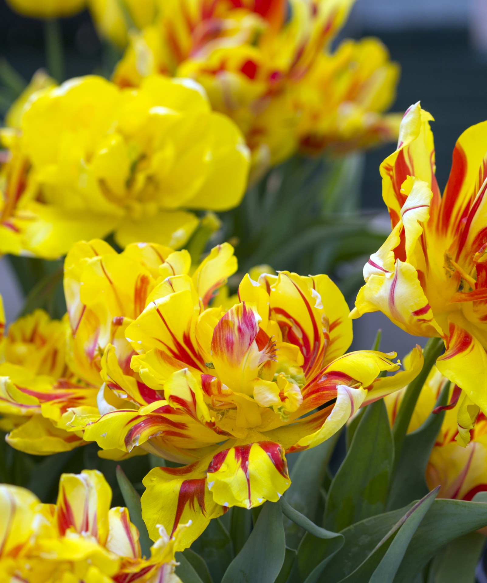 tulips flowers colorful free photo