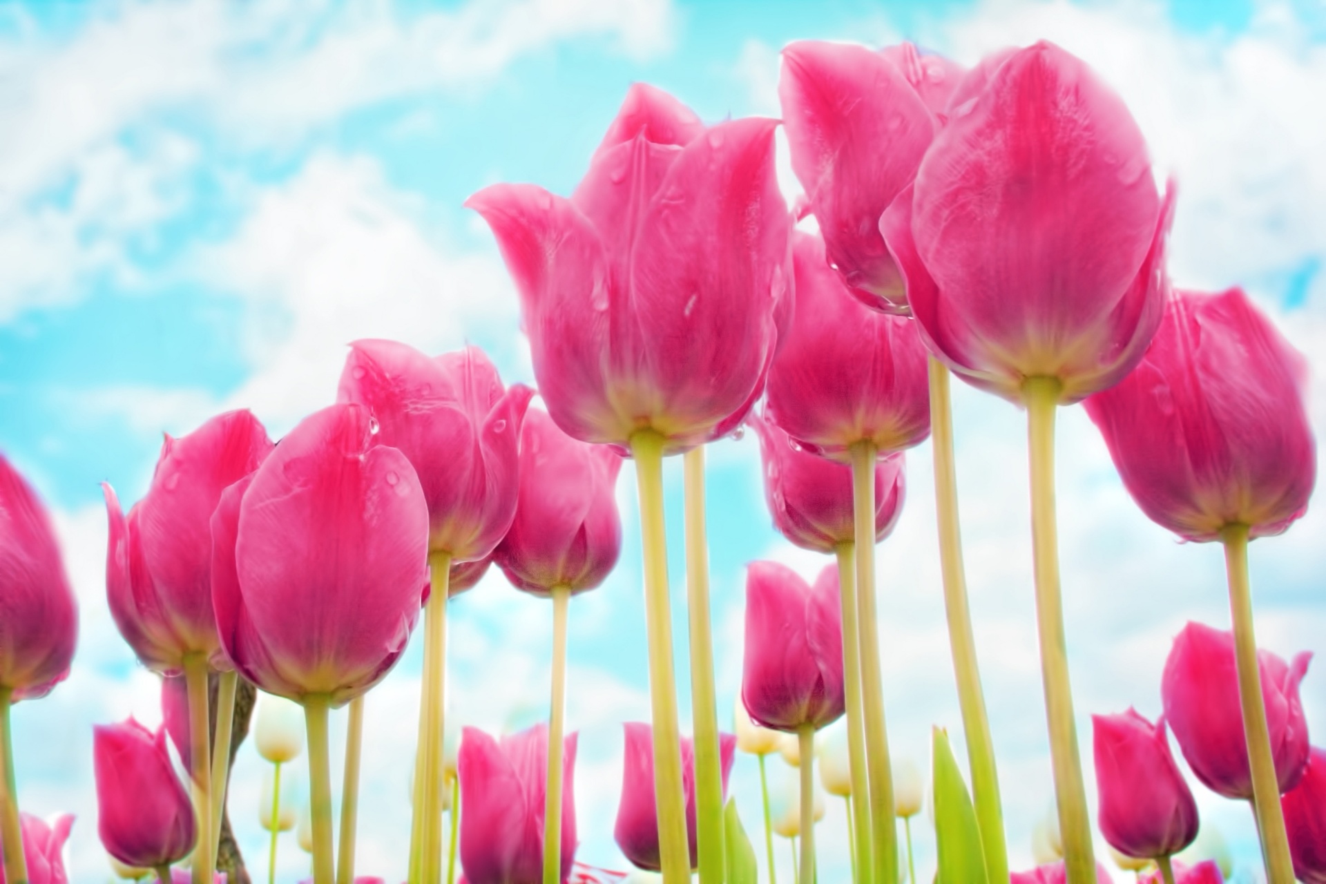 tulips pink tulip free photo