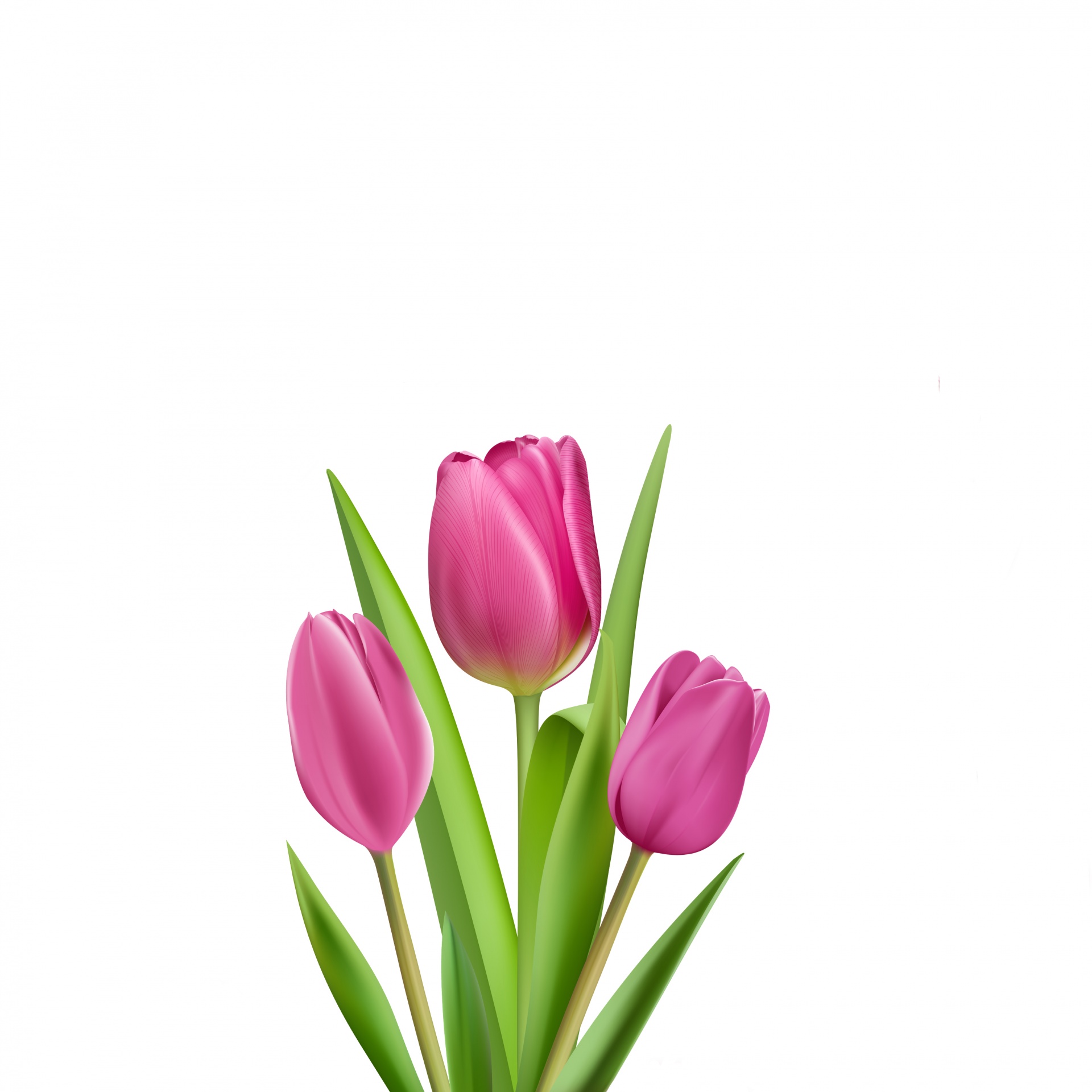 tulips tulip illustration free photo