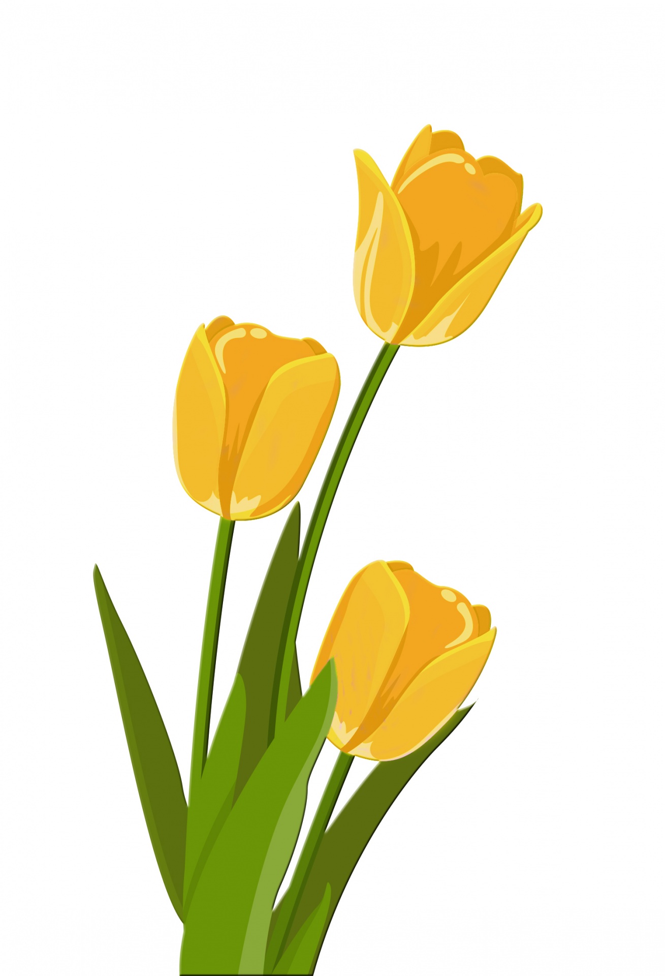 tulips tulip yellow free photo