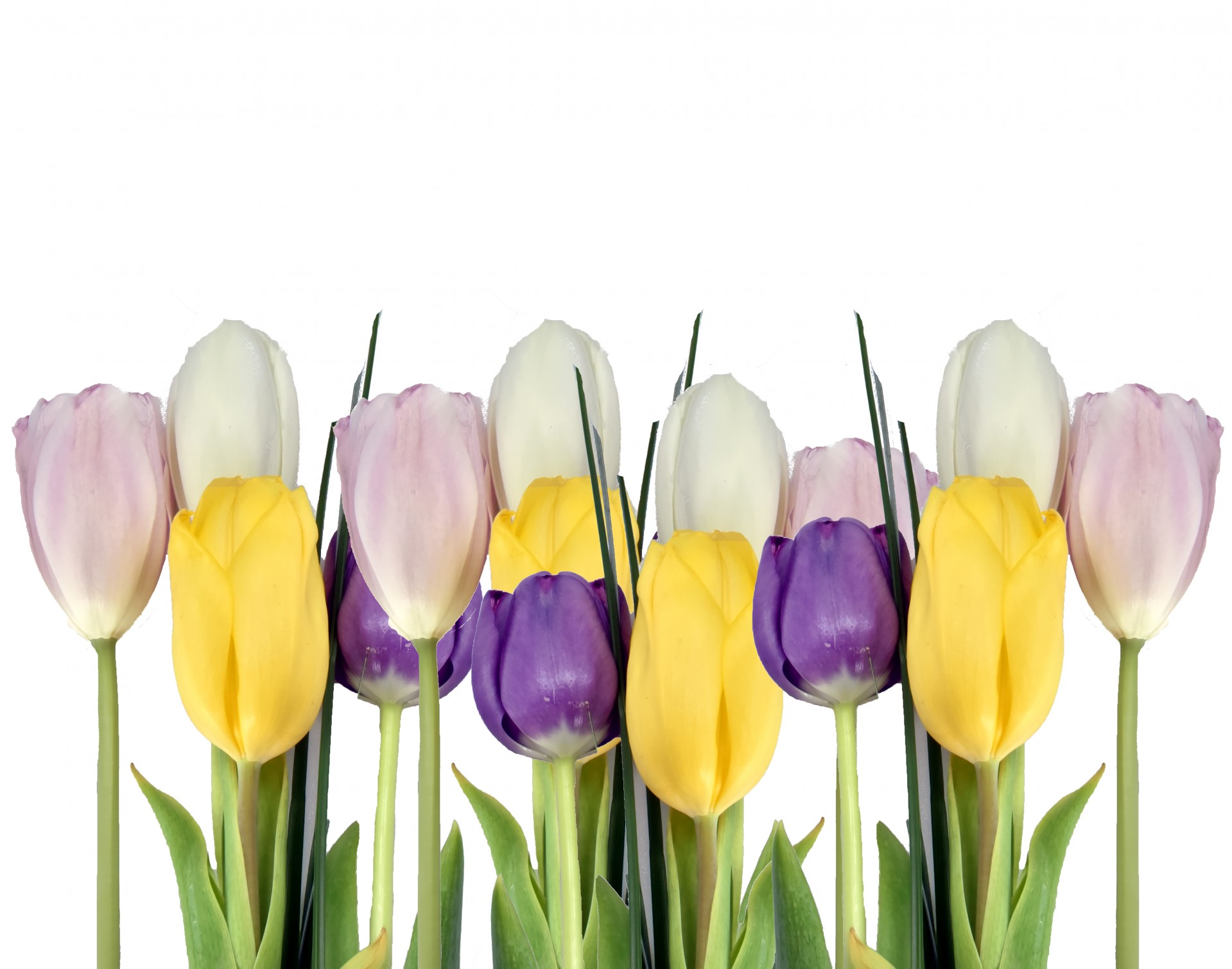 color tulip flowers free photo