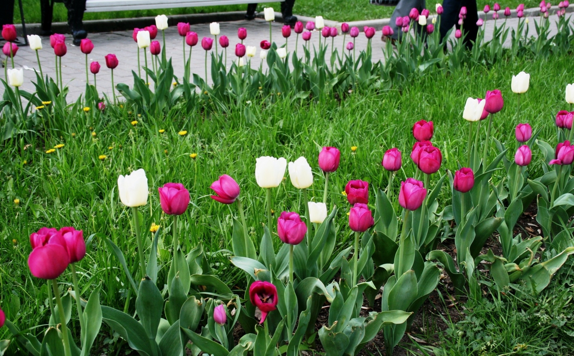 tulips flowers bed free photo