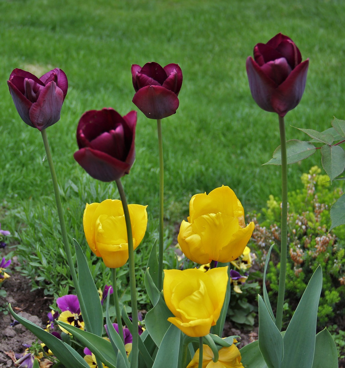 tulips in the garden signs of spring small and large free photo