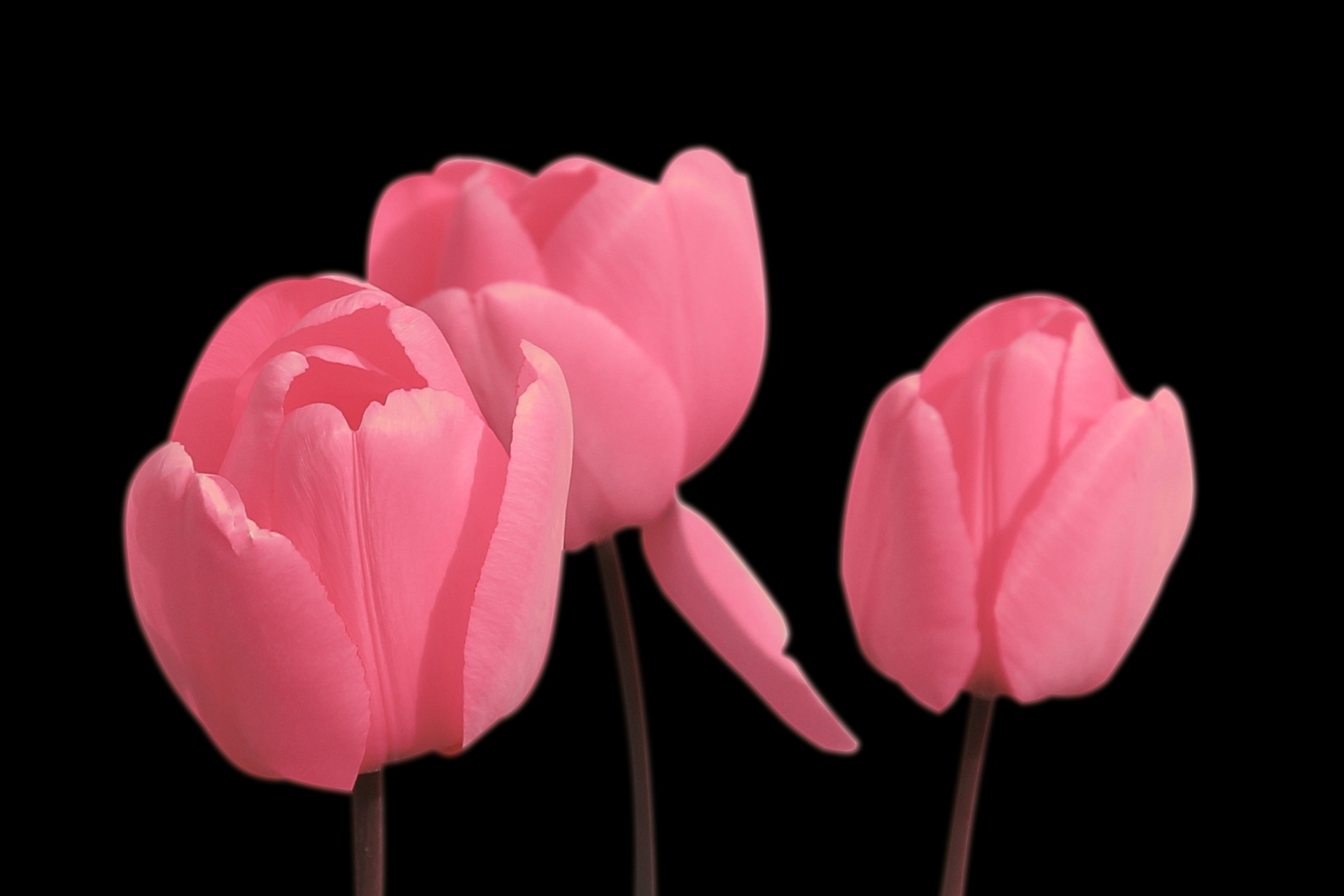 tulips tulip pink free photo