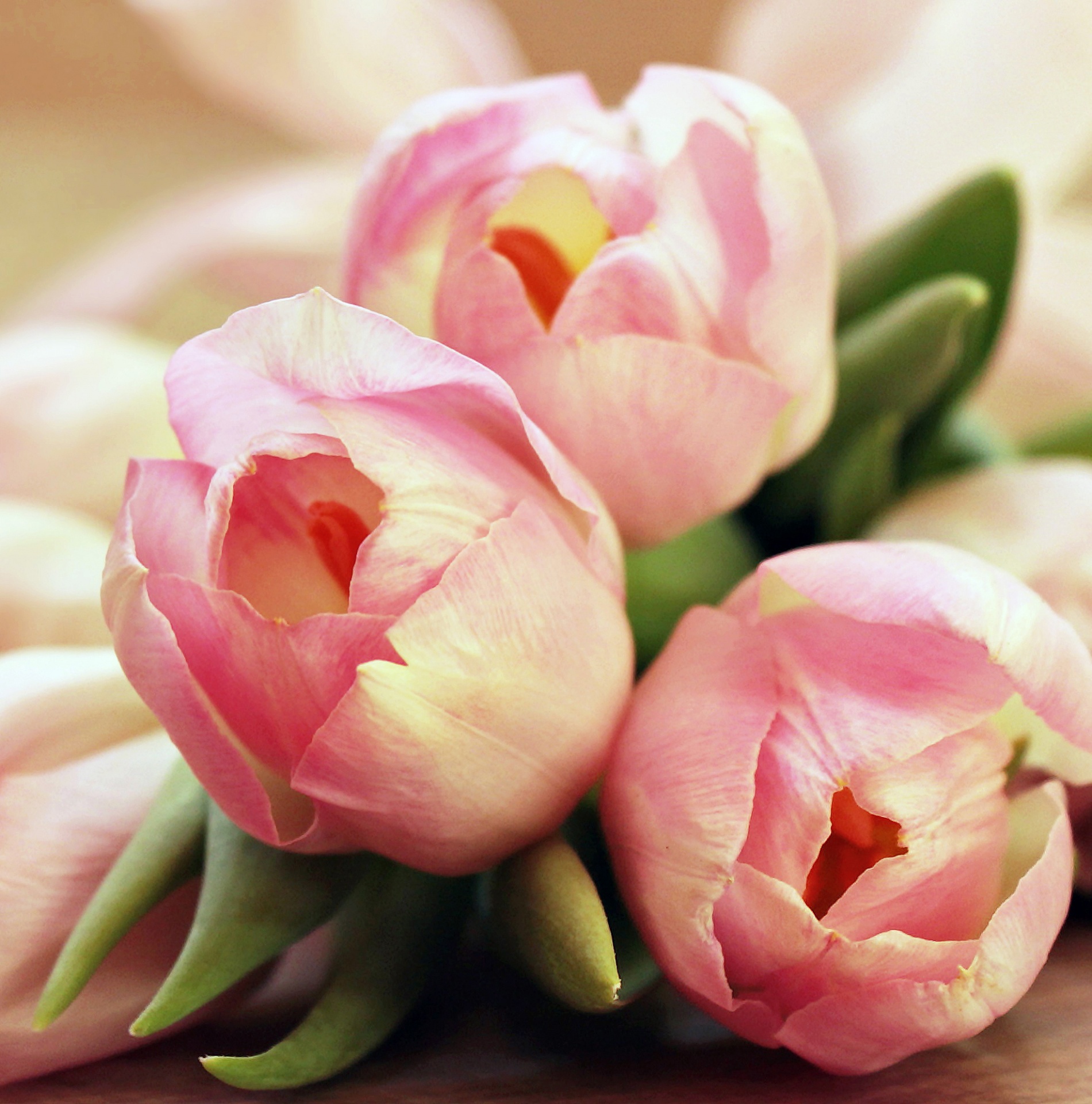 Download Free Photo Of Tulip Tulips Flower Flowers Pink From Needpix Com