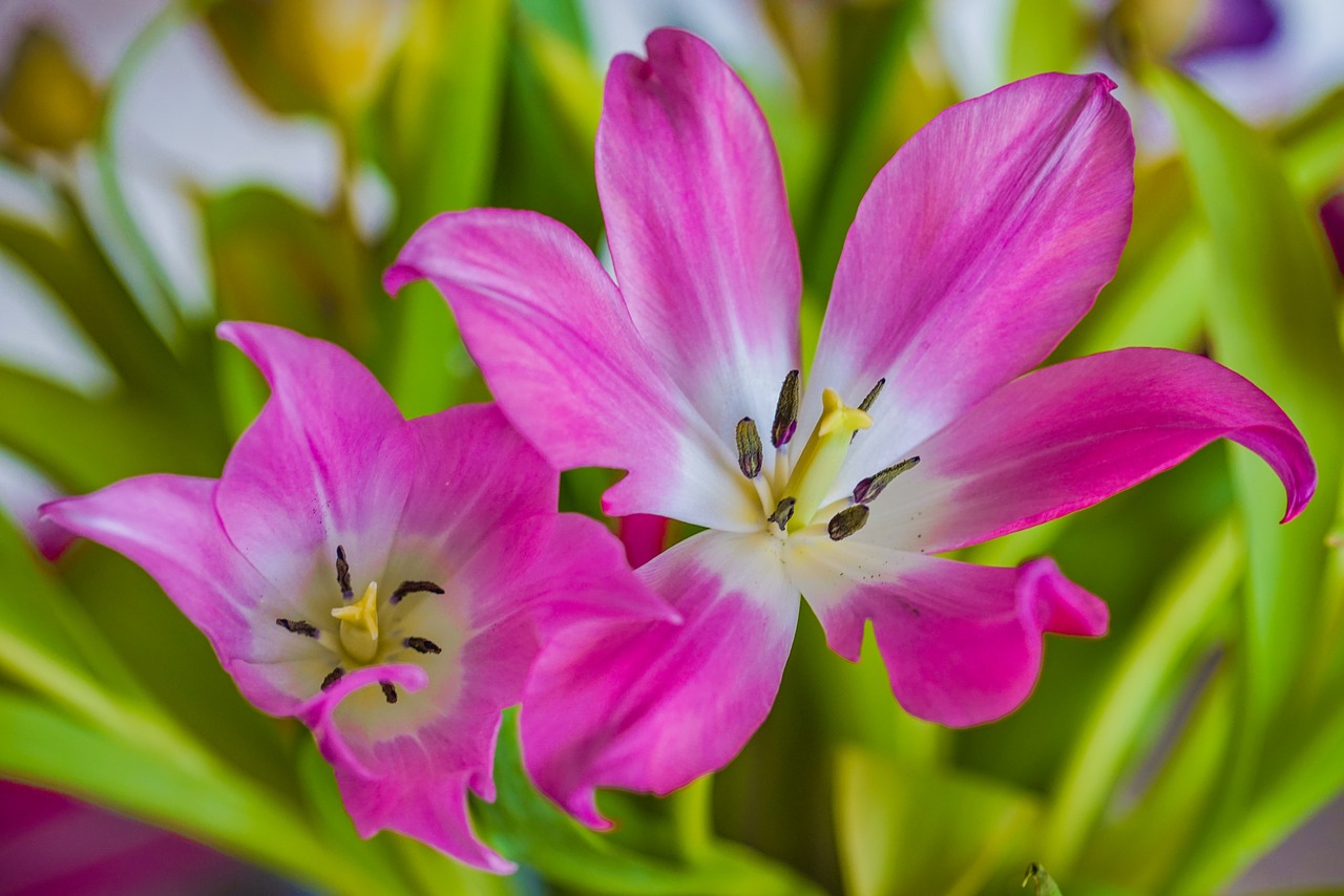 tulips pink spring color free photo