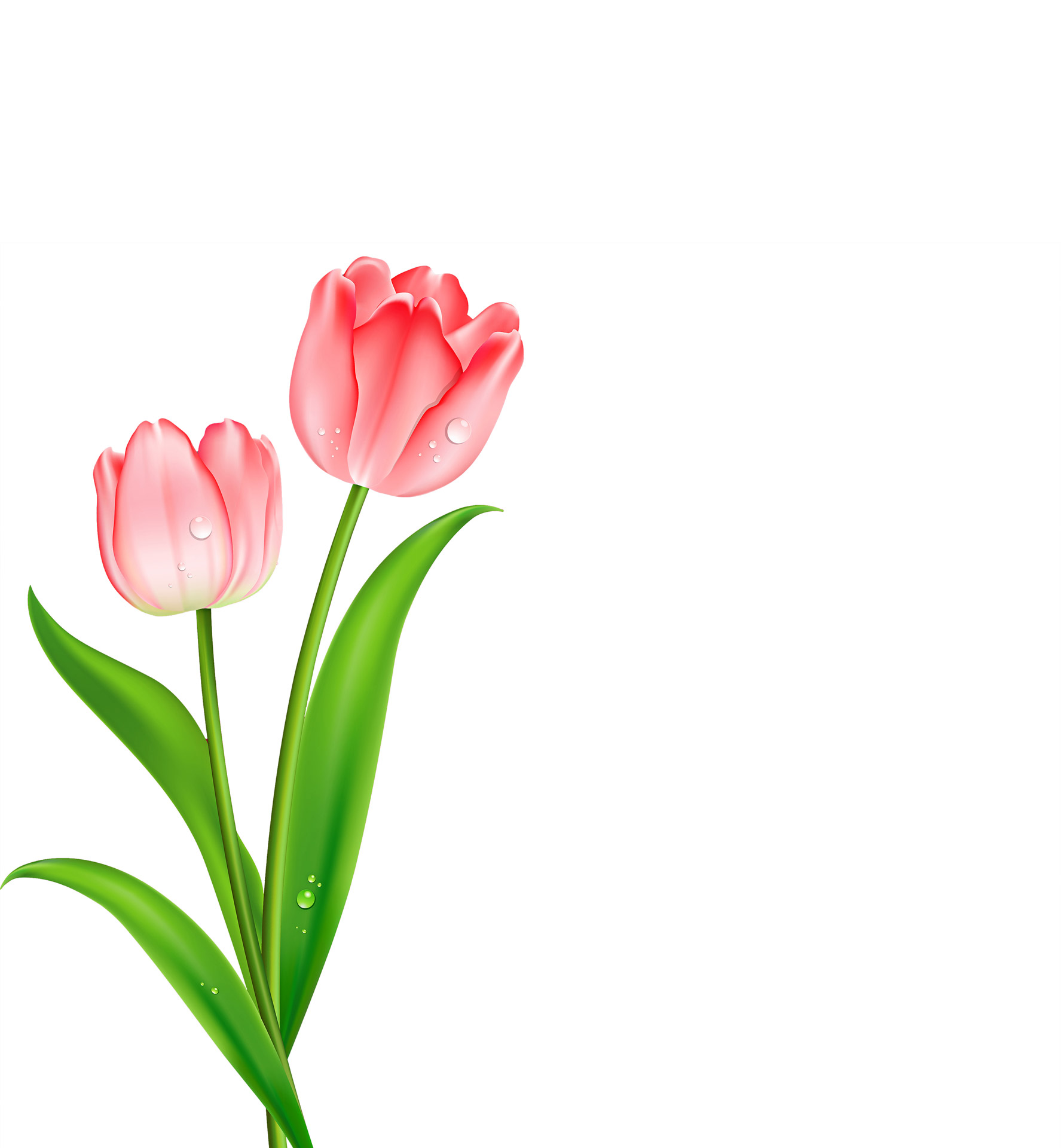 spring tulips clipart