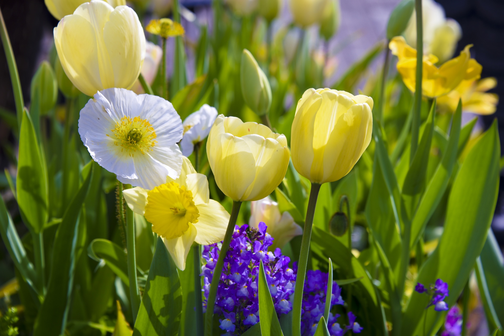 flowers tulips daffodil free photo