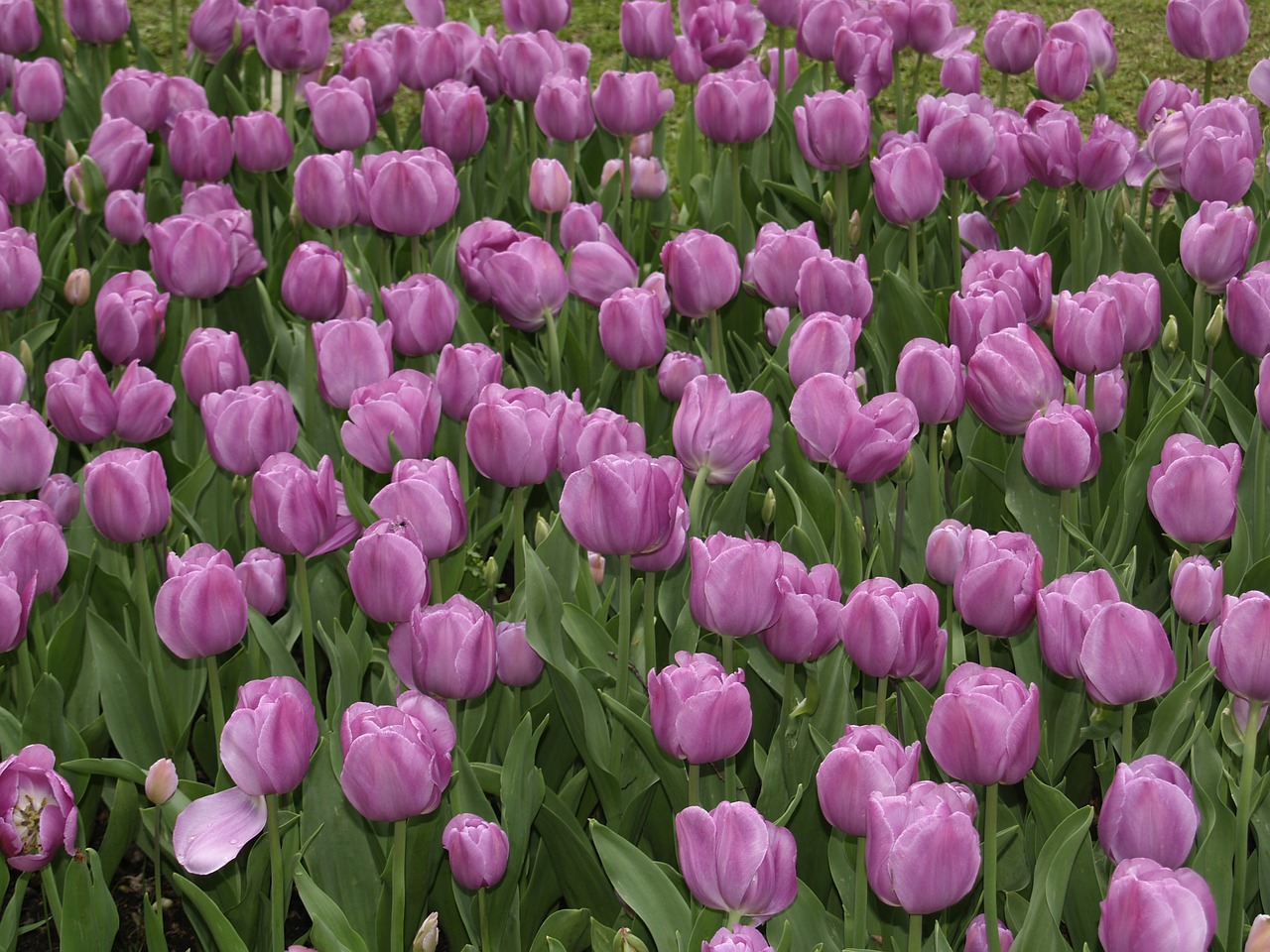 tulips purple park garden sigurtà italy free photo