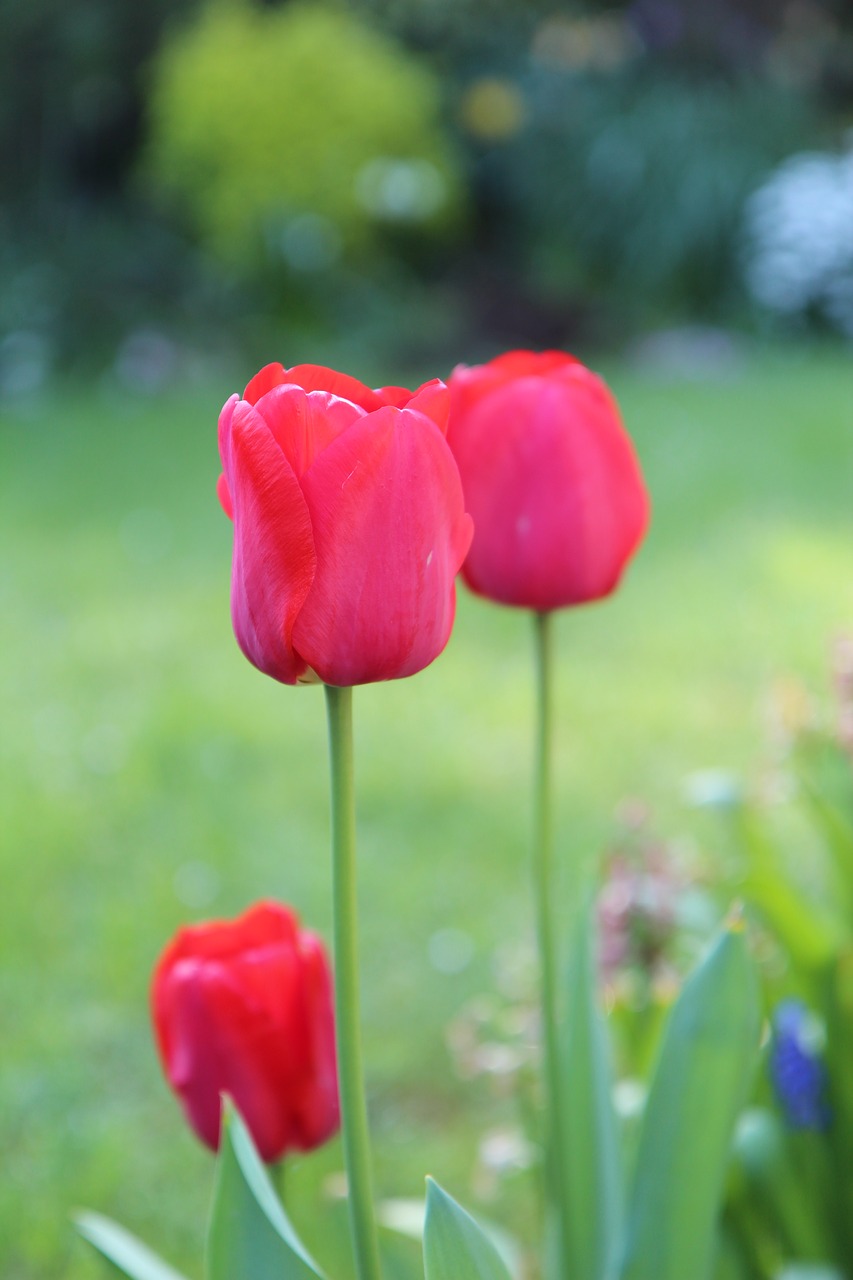 tulips red  tulips  tulip free photo