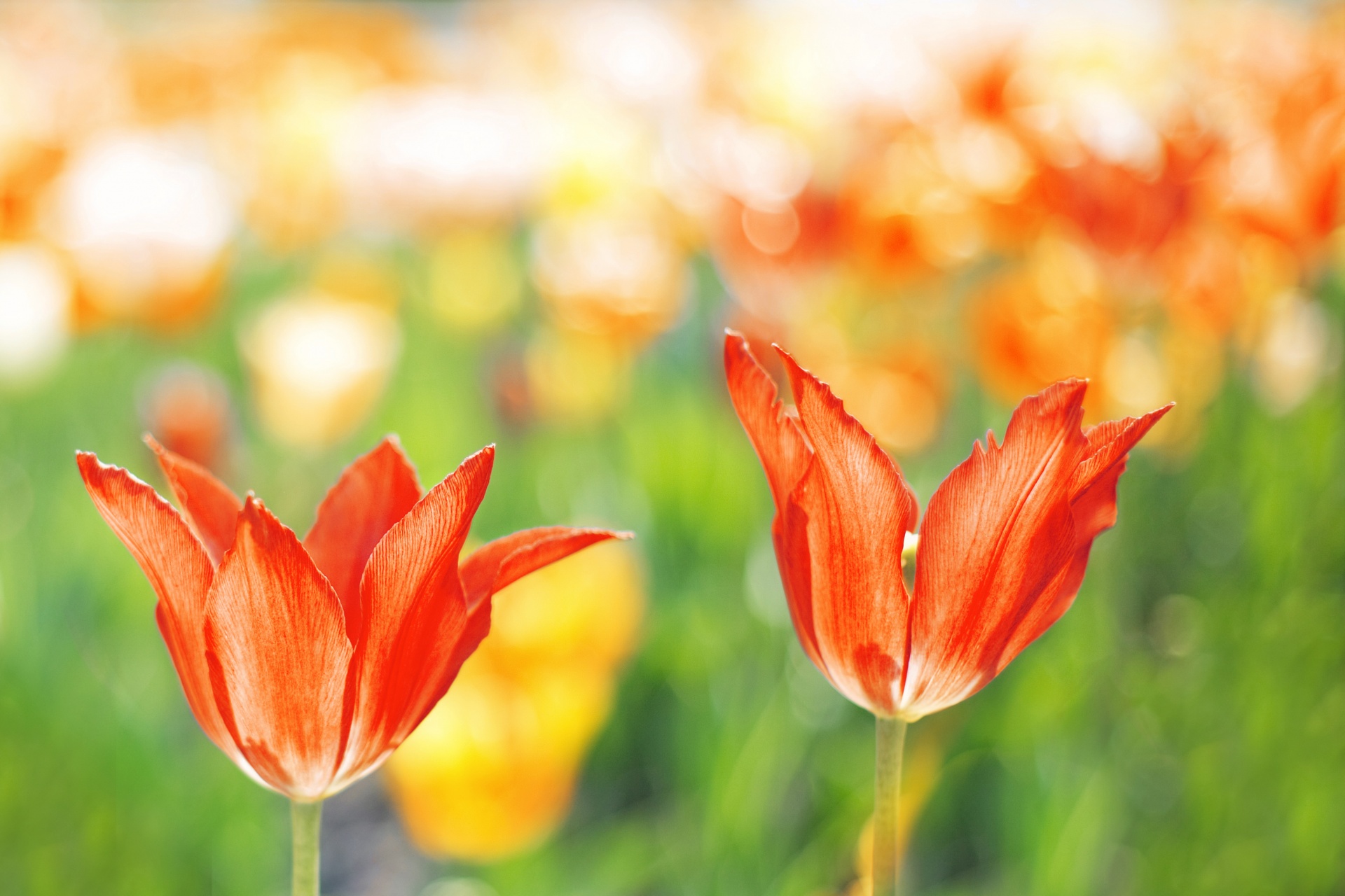 tulip tulips orange free photo