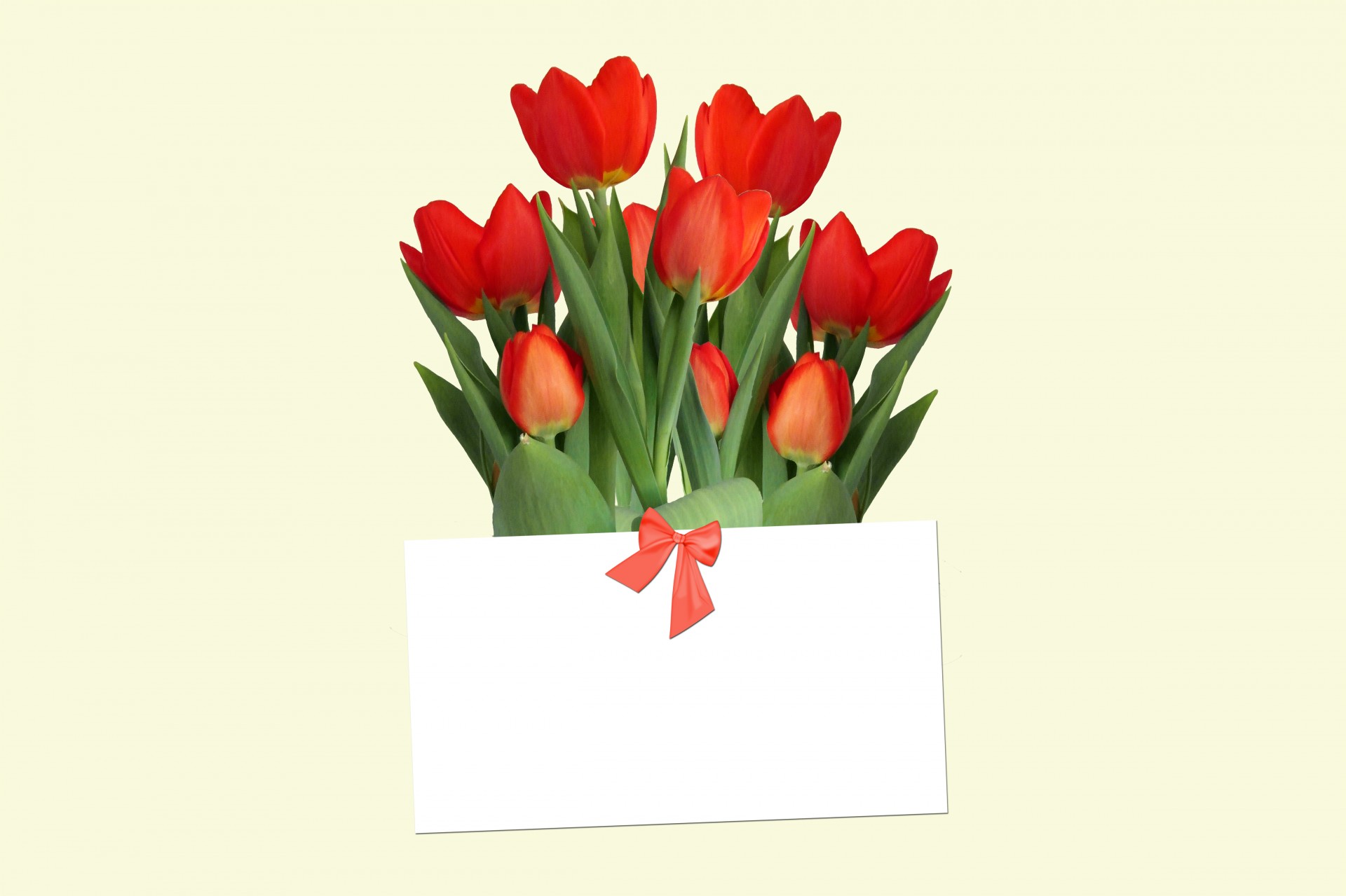 tulips tulip flowers free photo