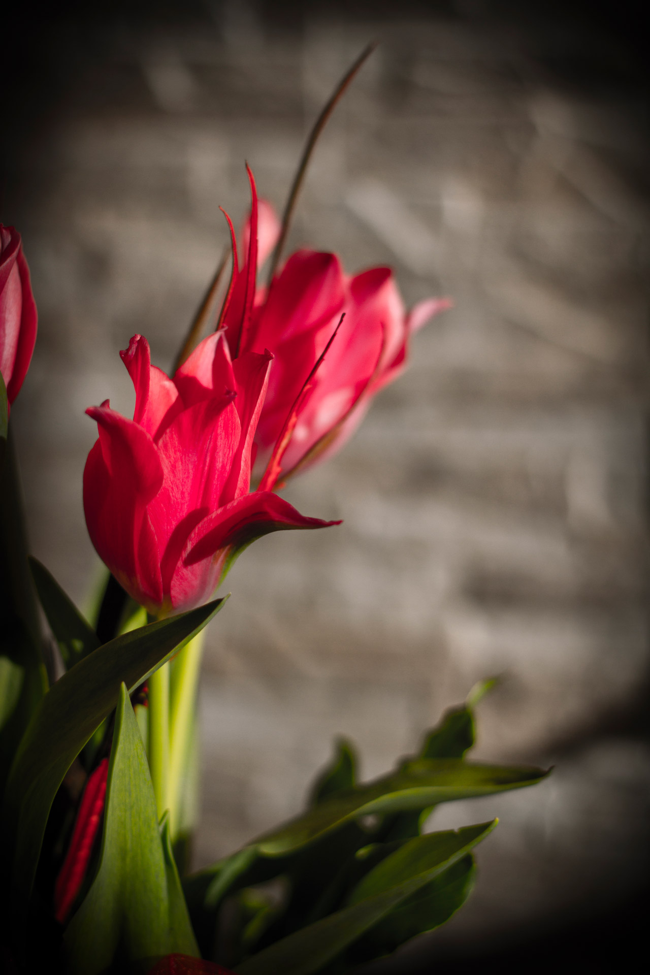 pink tulips flowers free photo