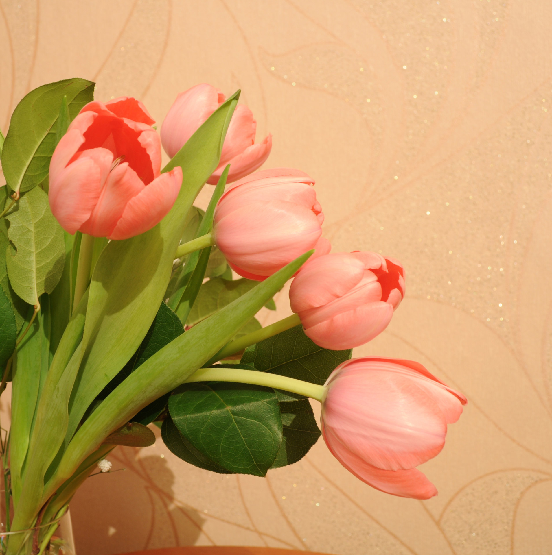 flowers tulips flower free photo