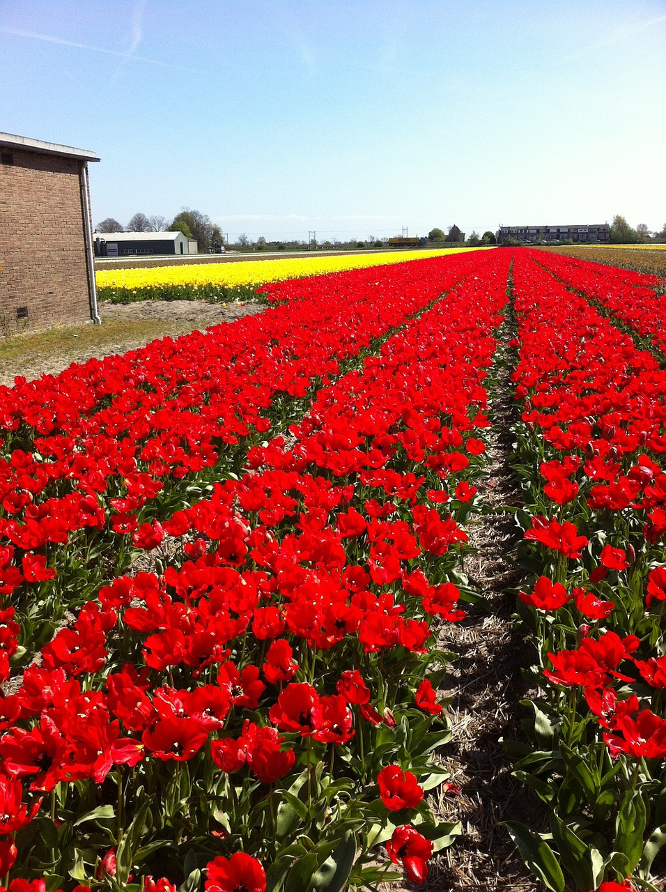 tullips red flowers free photo