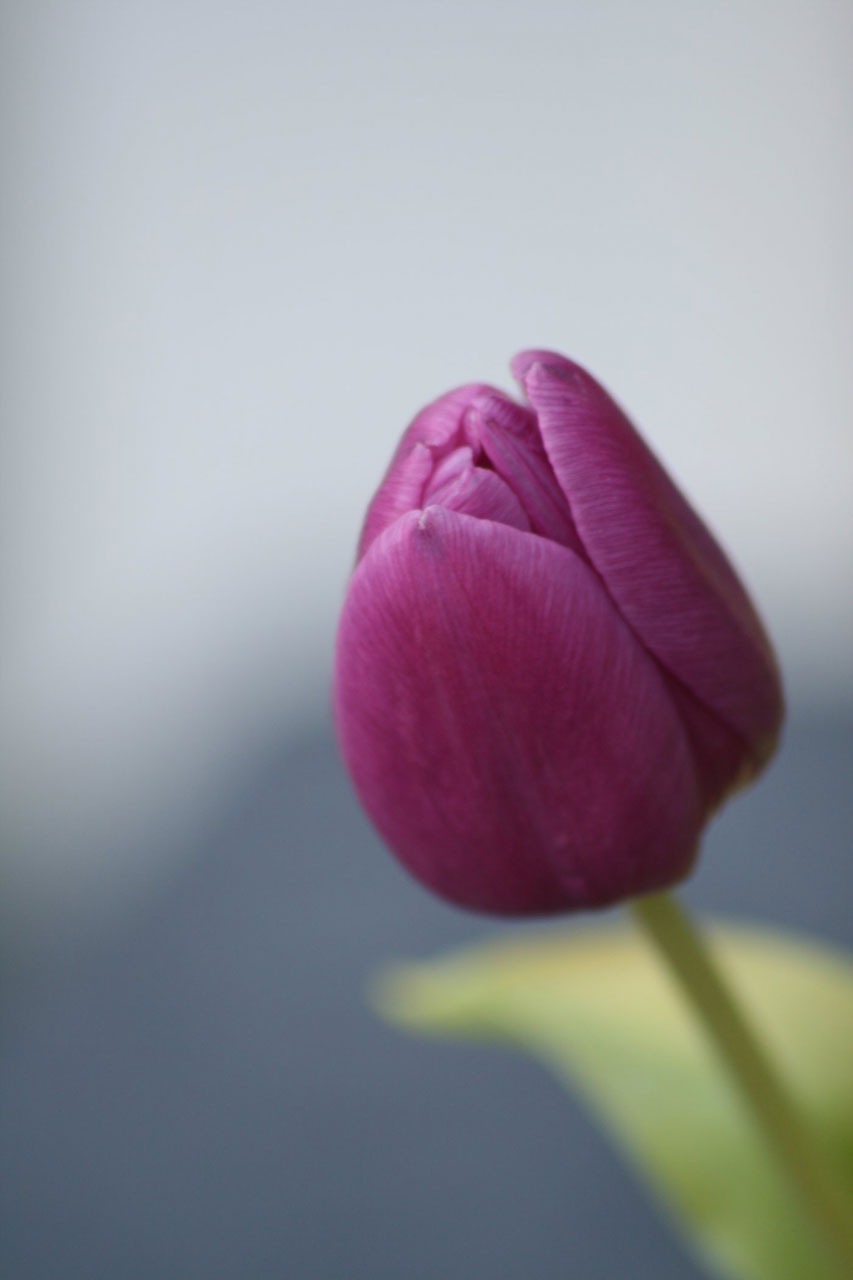 tulip purple tulip free photo