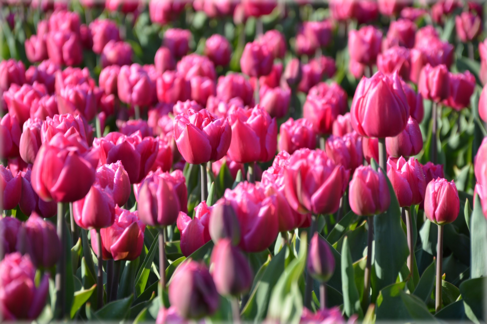 flowers tulips pink free photo