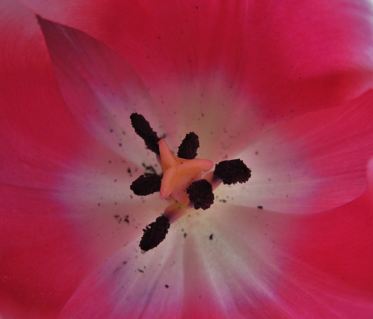 tulpenbluete stamp pollen free photo