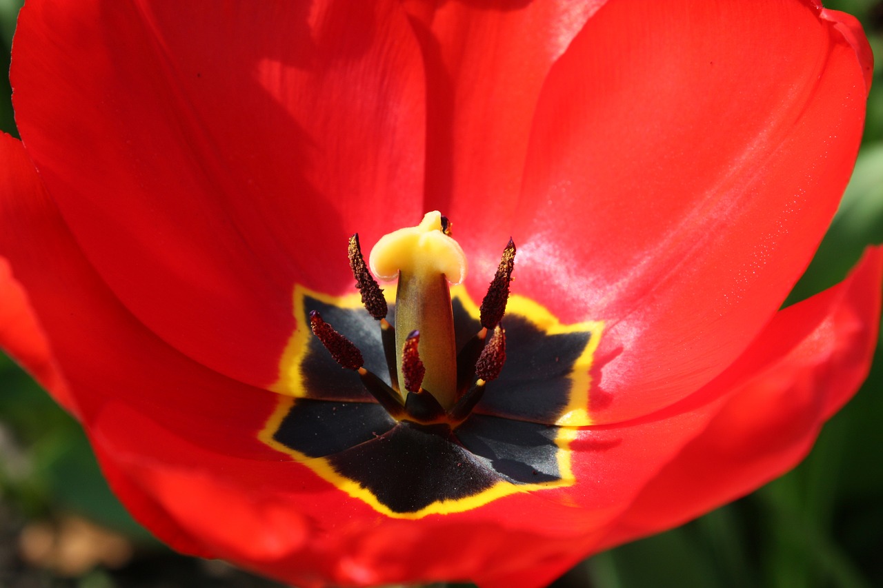 tulpenbluete  red  stamp free photo