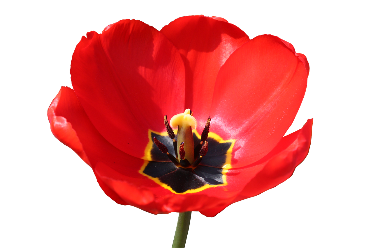 tulpenbluete  isolated  red free photo