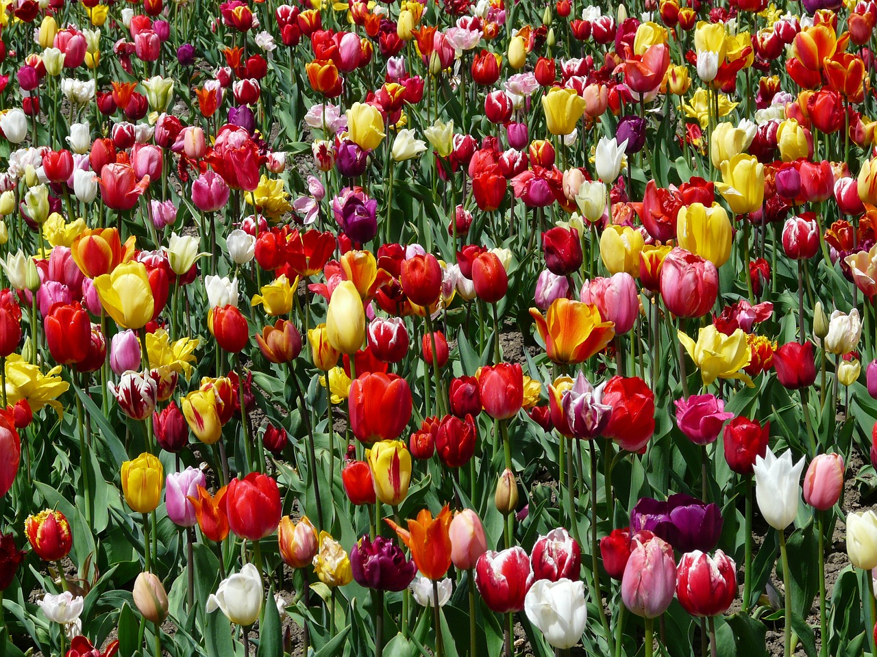 tulpenbluete tulips flowers free photo