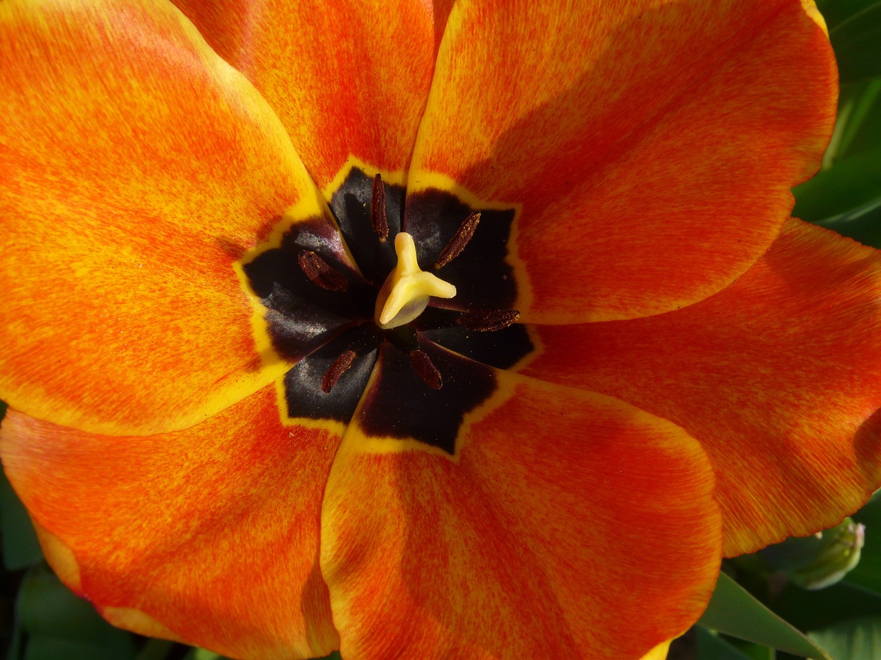 tulpenbluete tulip spring free photo
