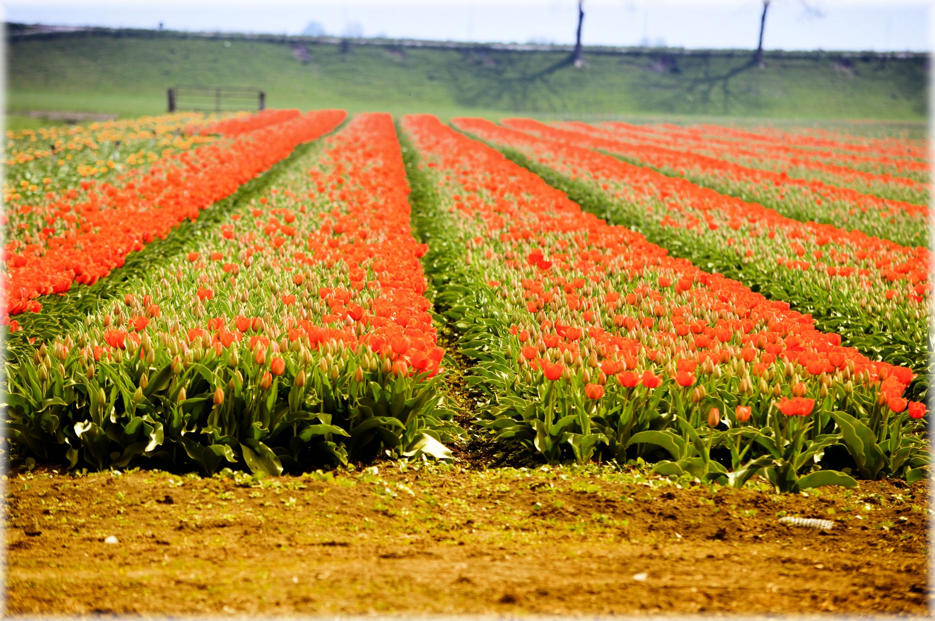 tulips flowers holland free photo