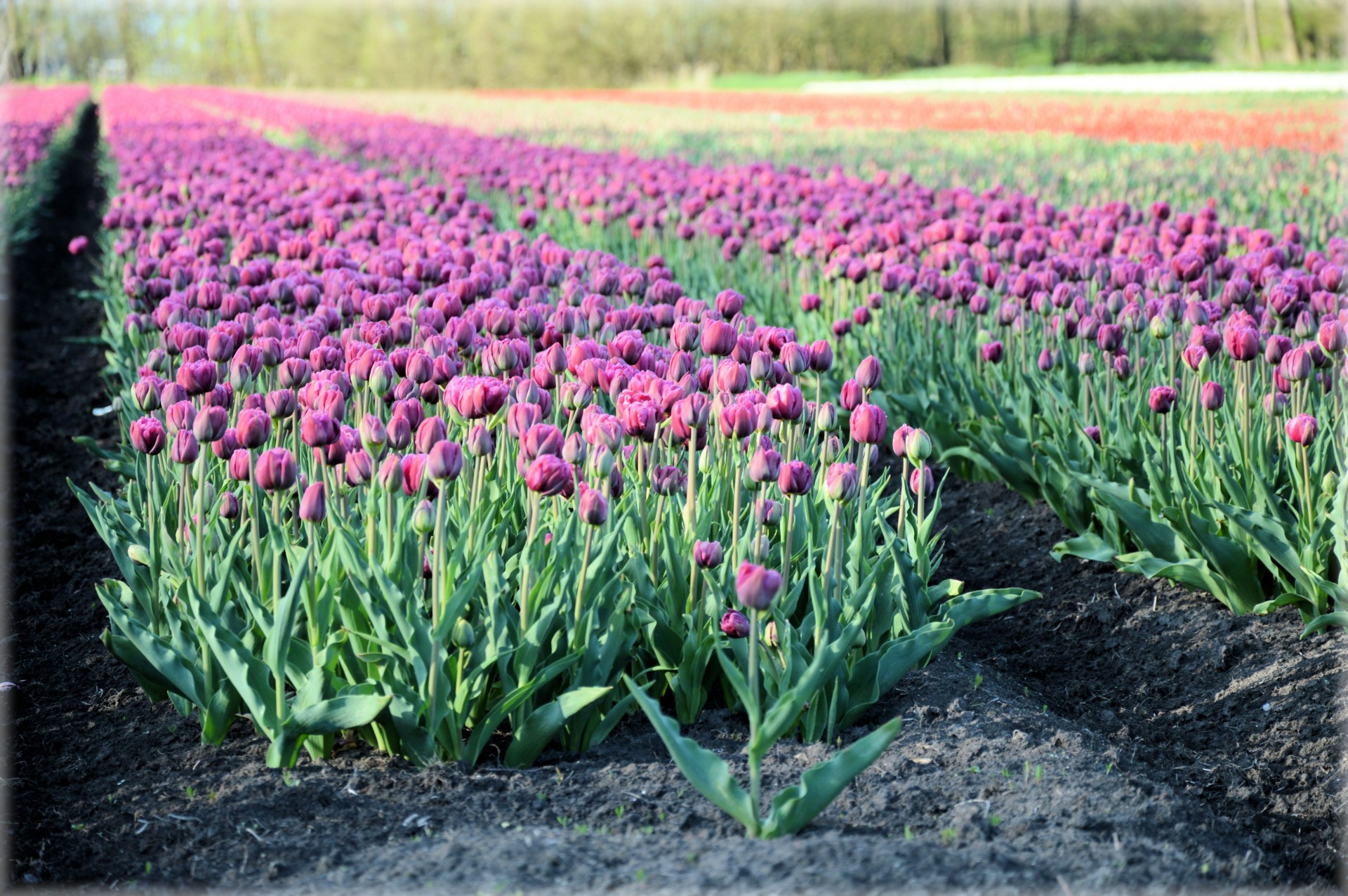 tulips tulips field culture free photo