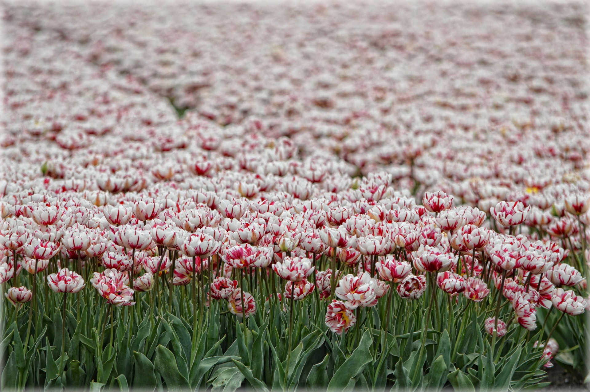tulips field beemster free photo