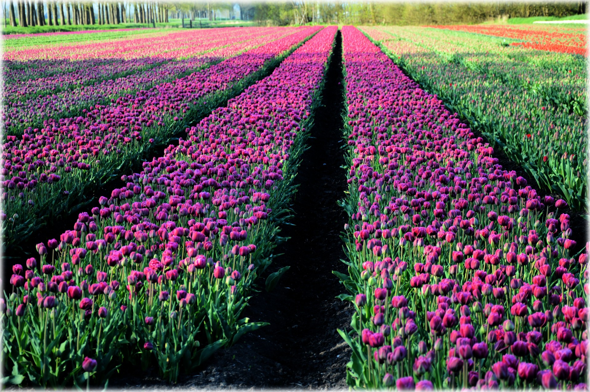 tulips flowers culture free photo