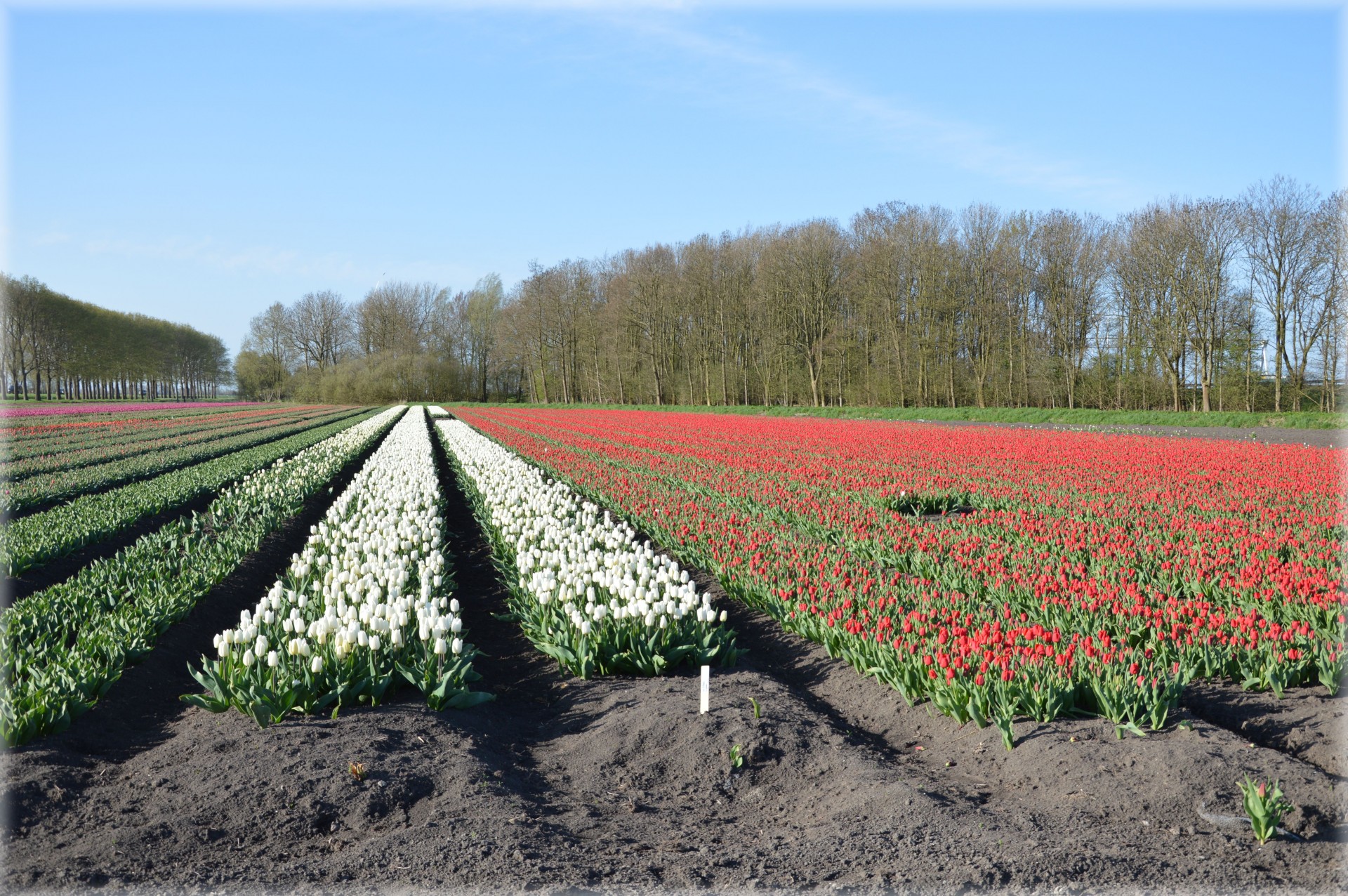 tulips flowers field free photo