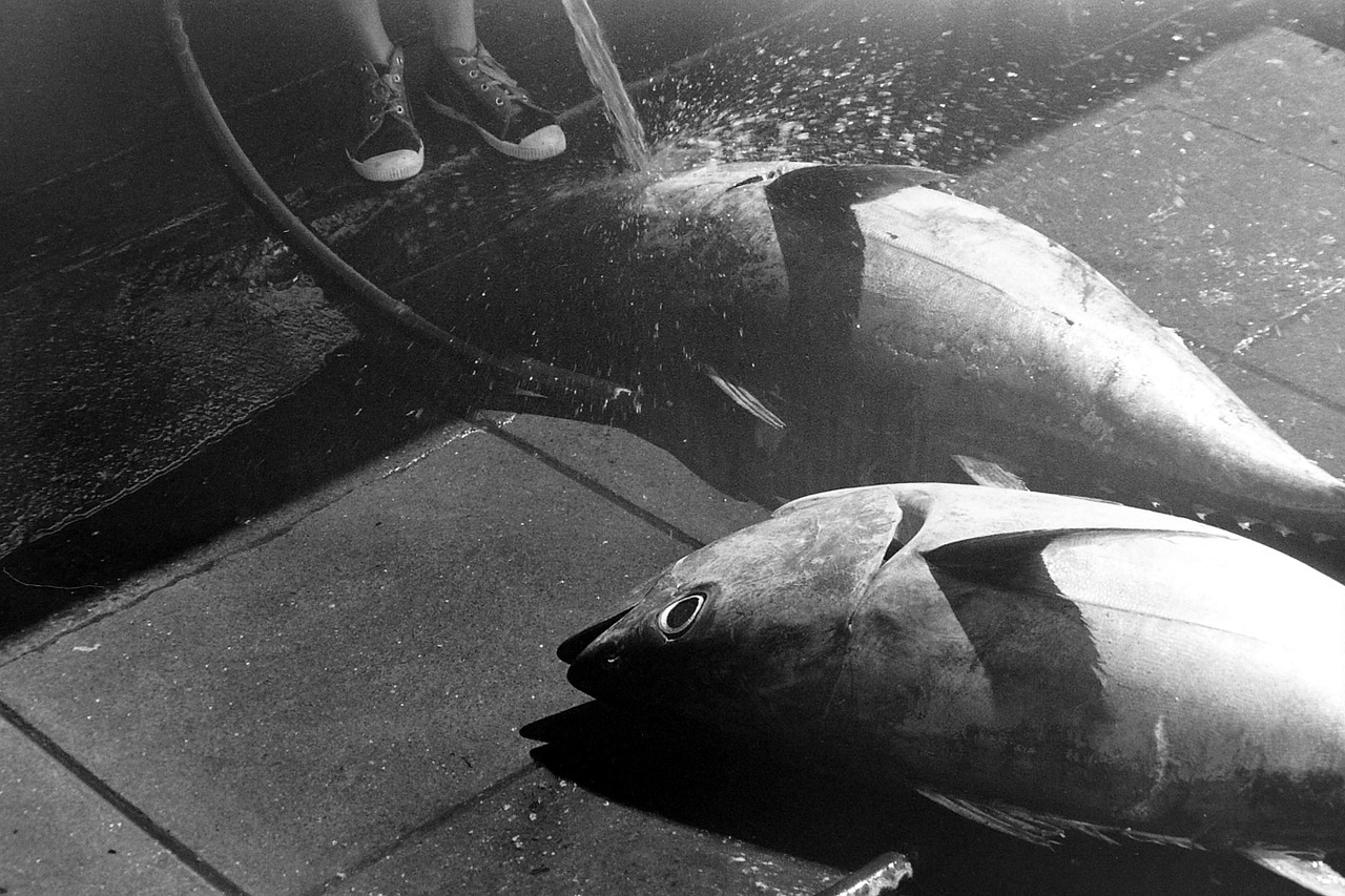 tuna fish fishing free photo