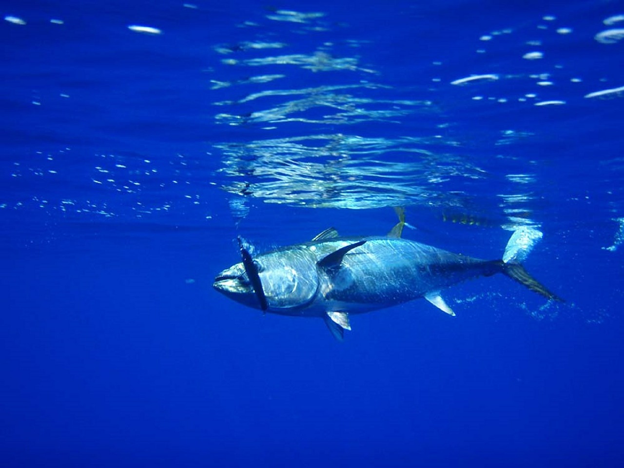 tuna fish fishing free photo