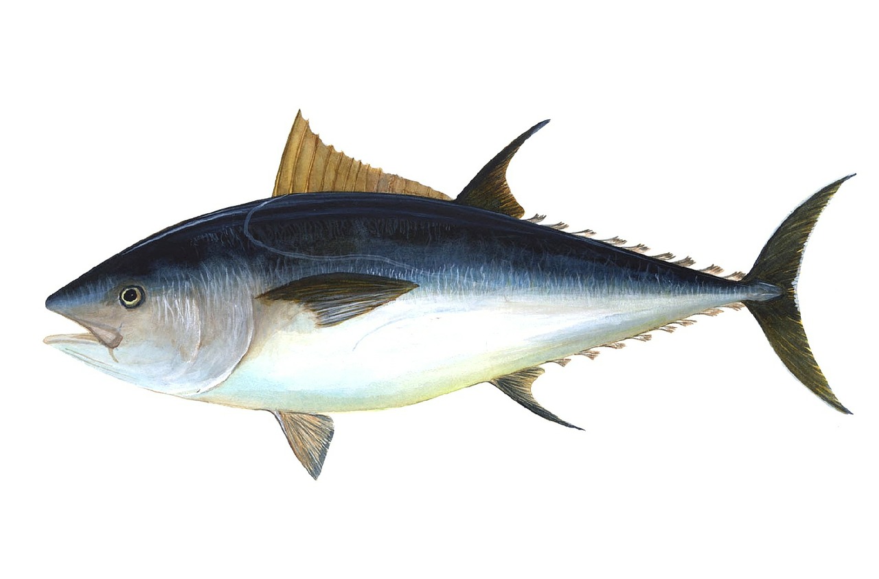 tuna fish bigeye tuna free photo