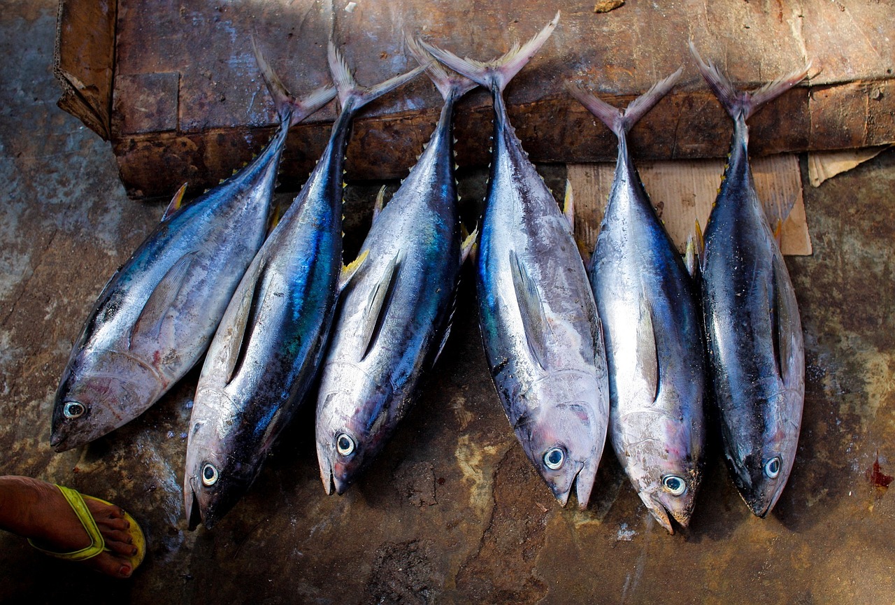 tuna fish fresh free photo