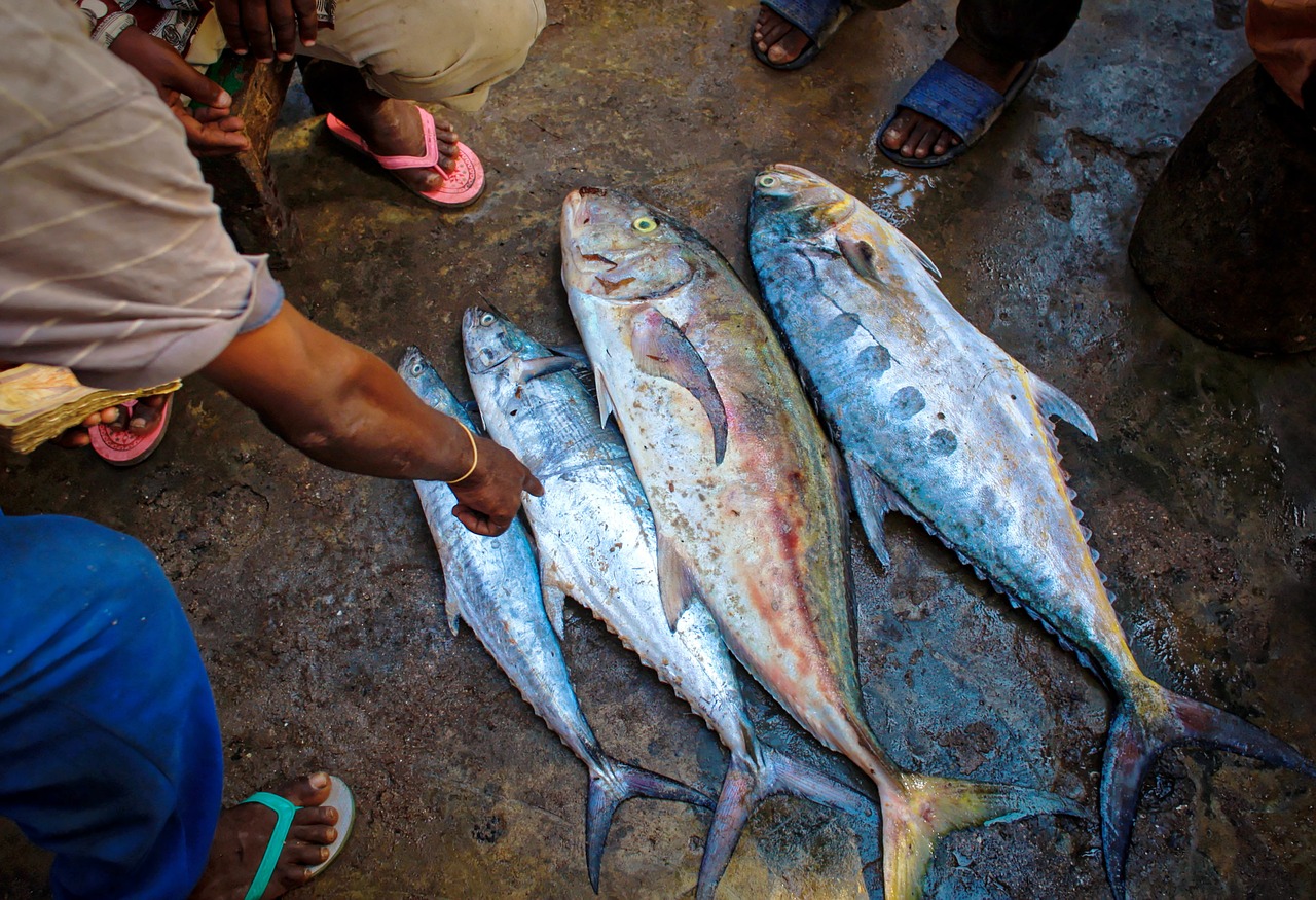 tuna fish catch fish market free photo