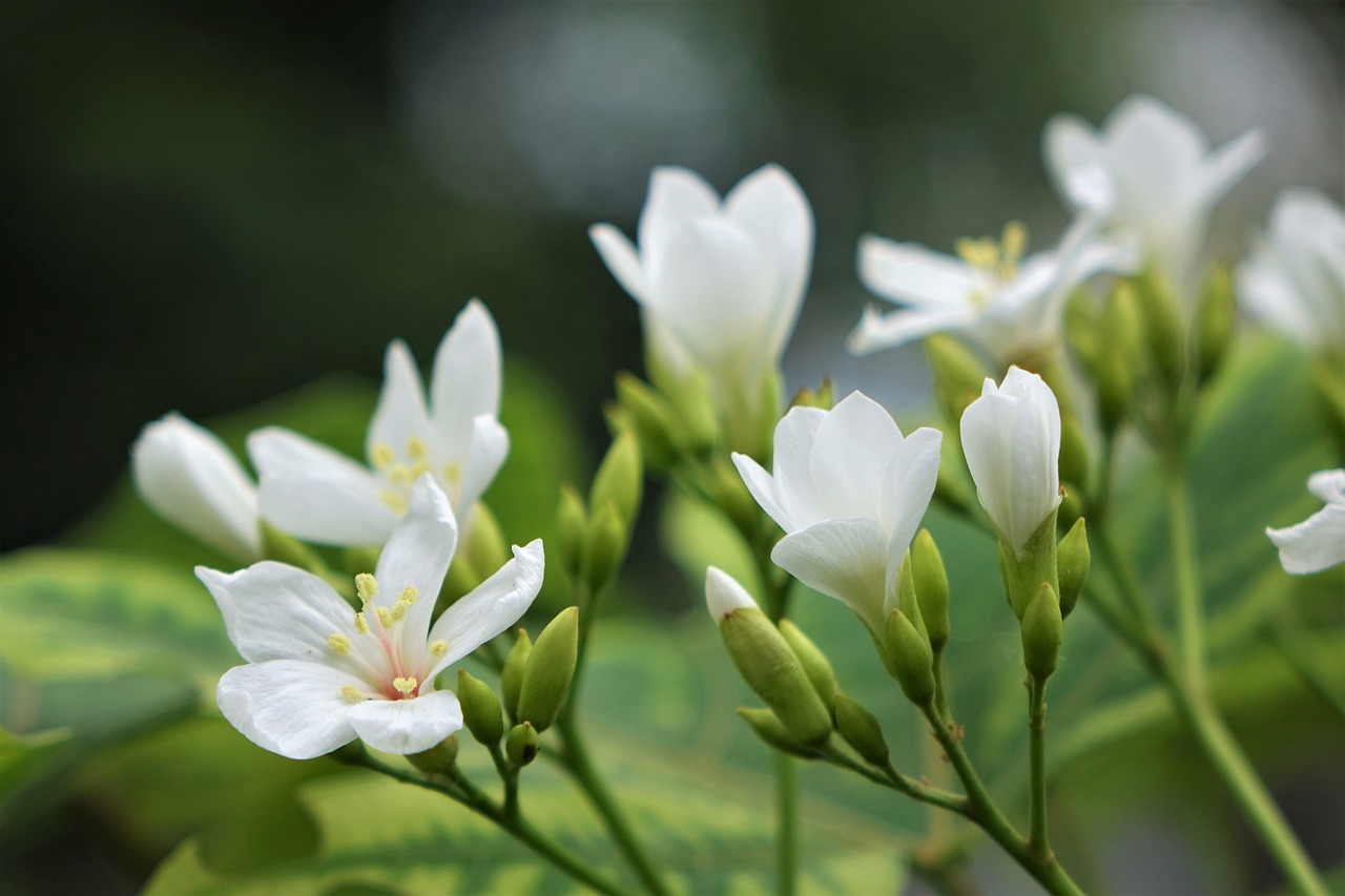 tung flowers june snow small white flowers free photo