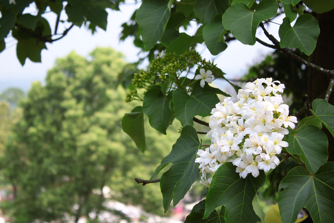 tung flowers forest landscape free photo