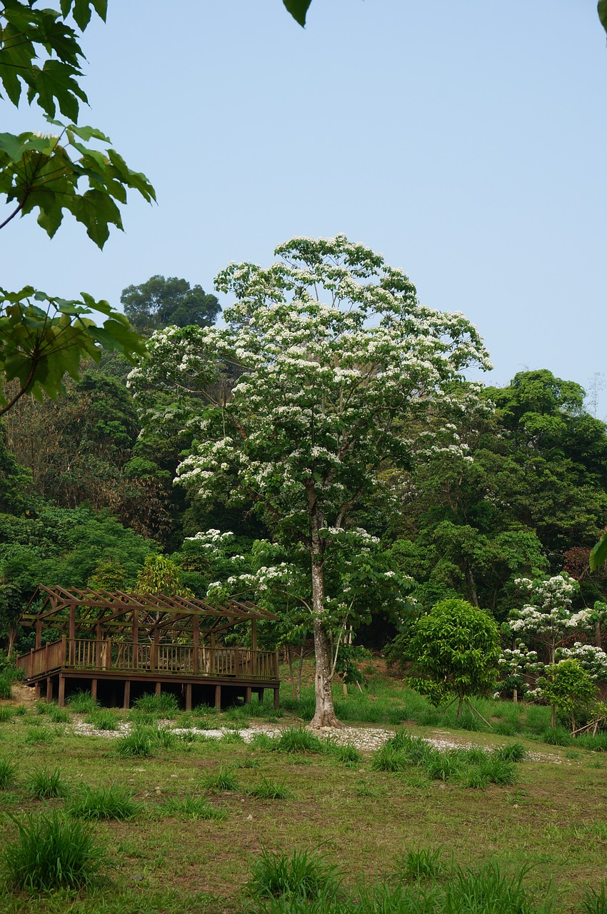 tung trees and flowers flowering white flower free photo