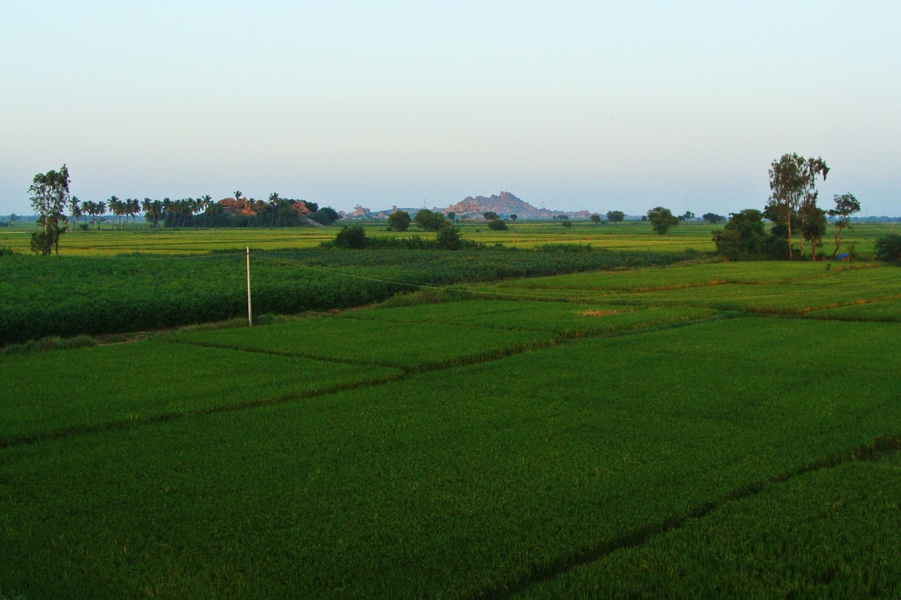 tungabhadra plains raichur rice fields free photo